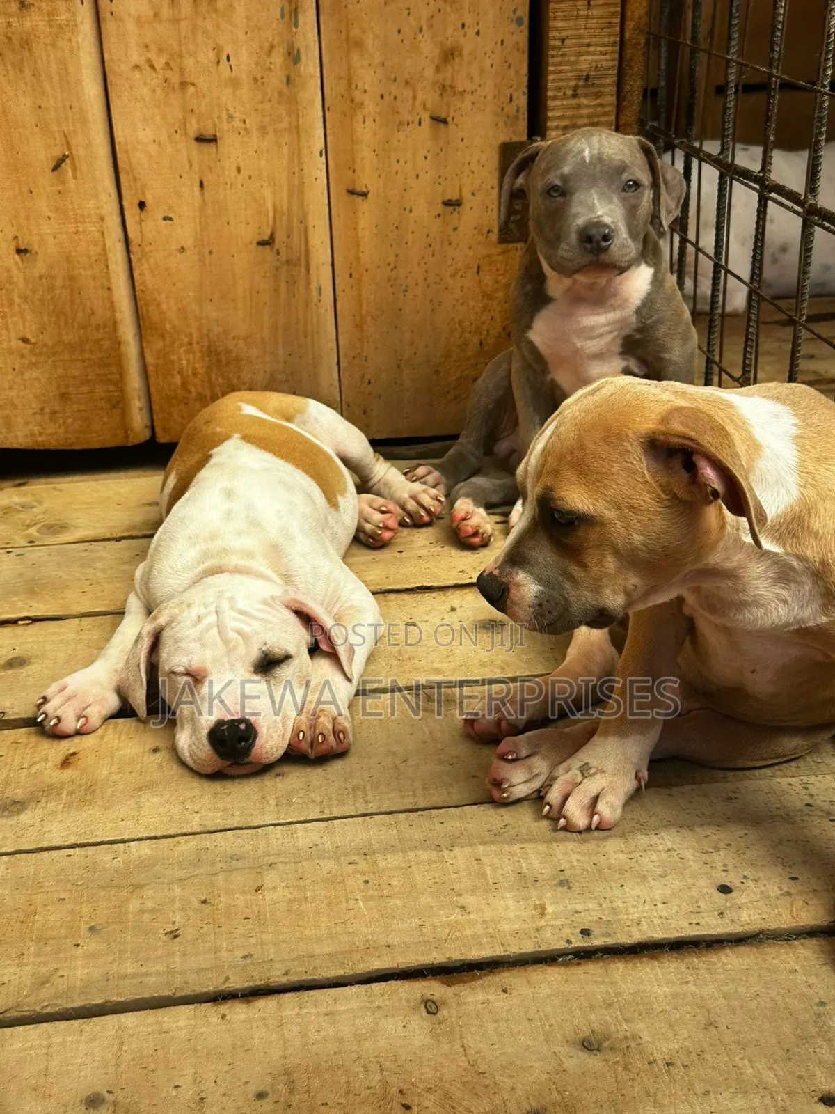 1-3 months Male Purebred American Bully