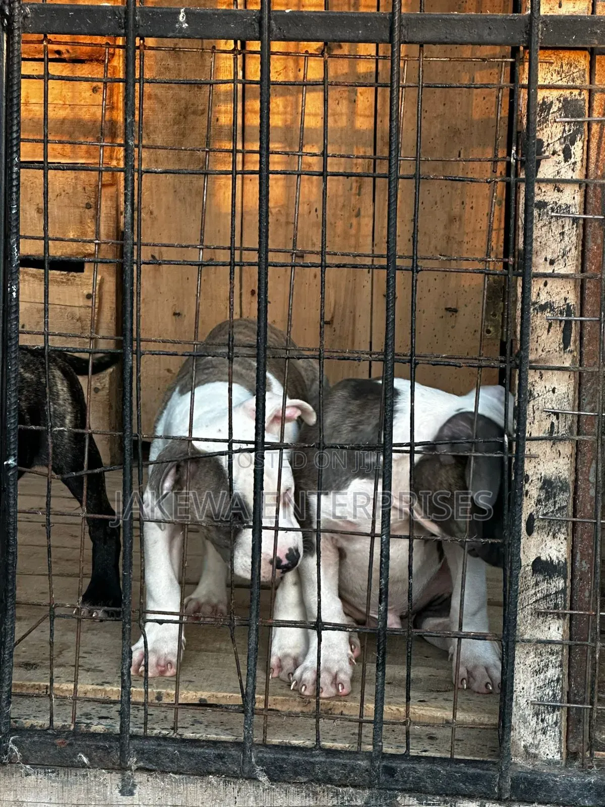 1-3 months Male Purebred American Bully
