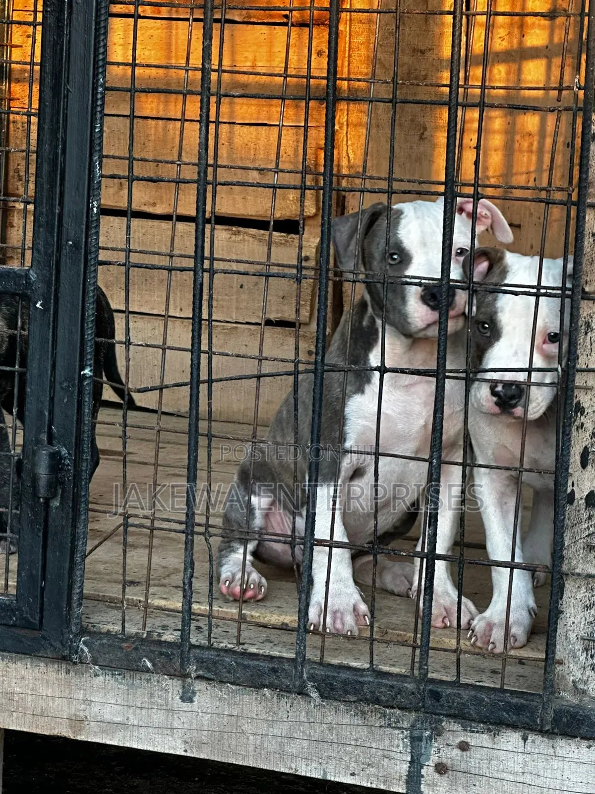 1-3 months Female Purebred American Bully