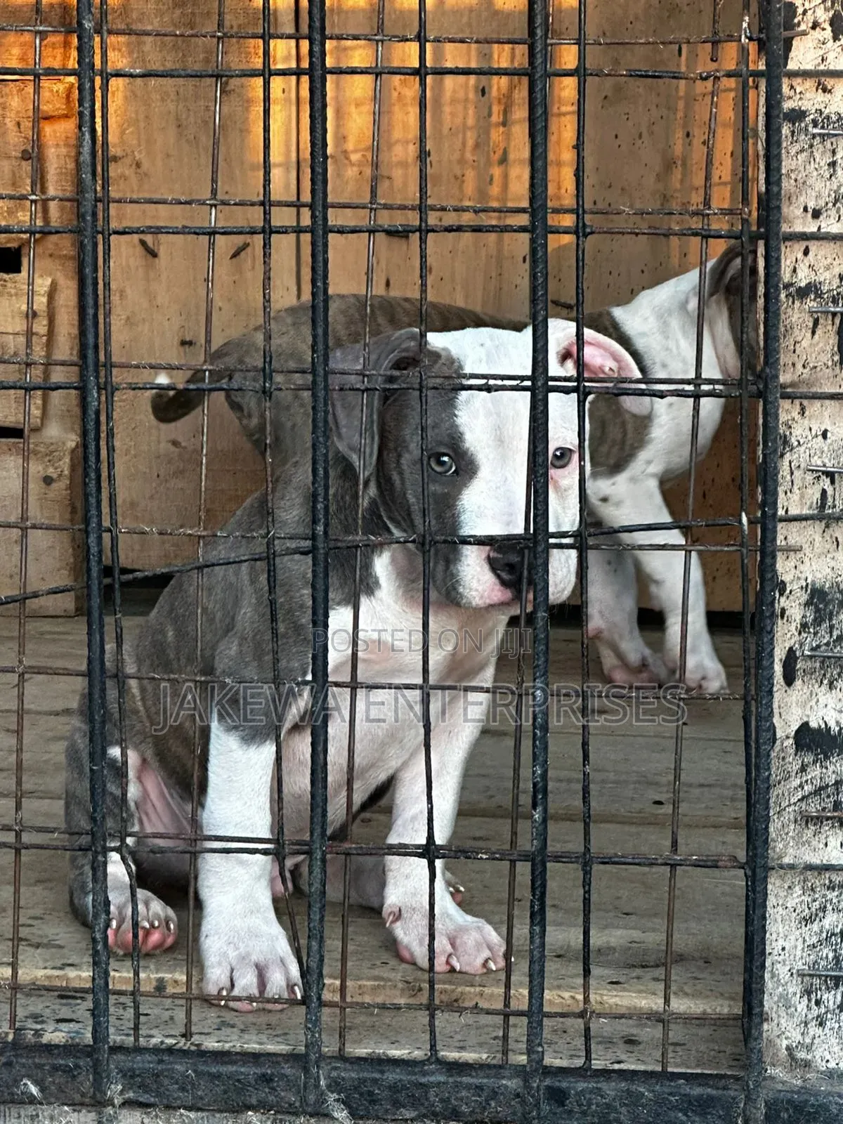 1-3 months Female Purebred American Bully