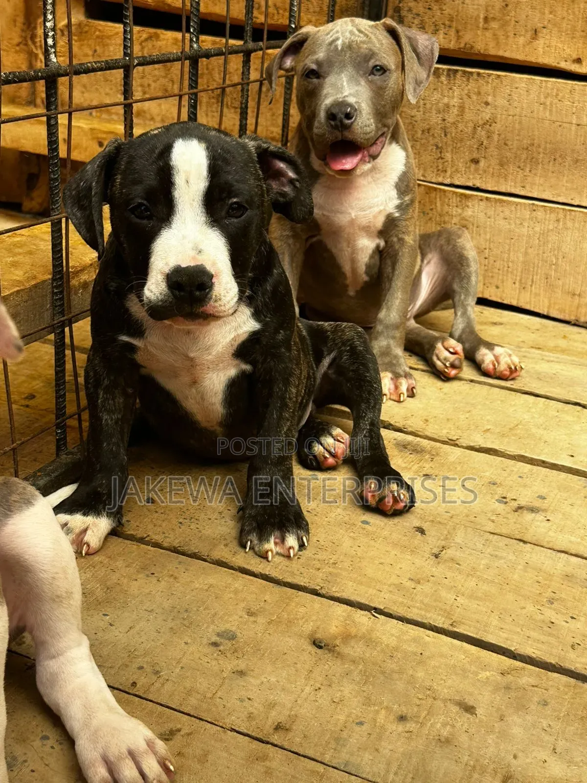 1-3 months Male Purebred American Bully