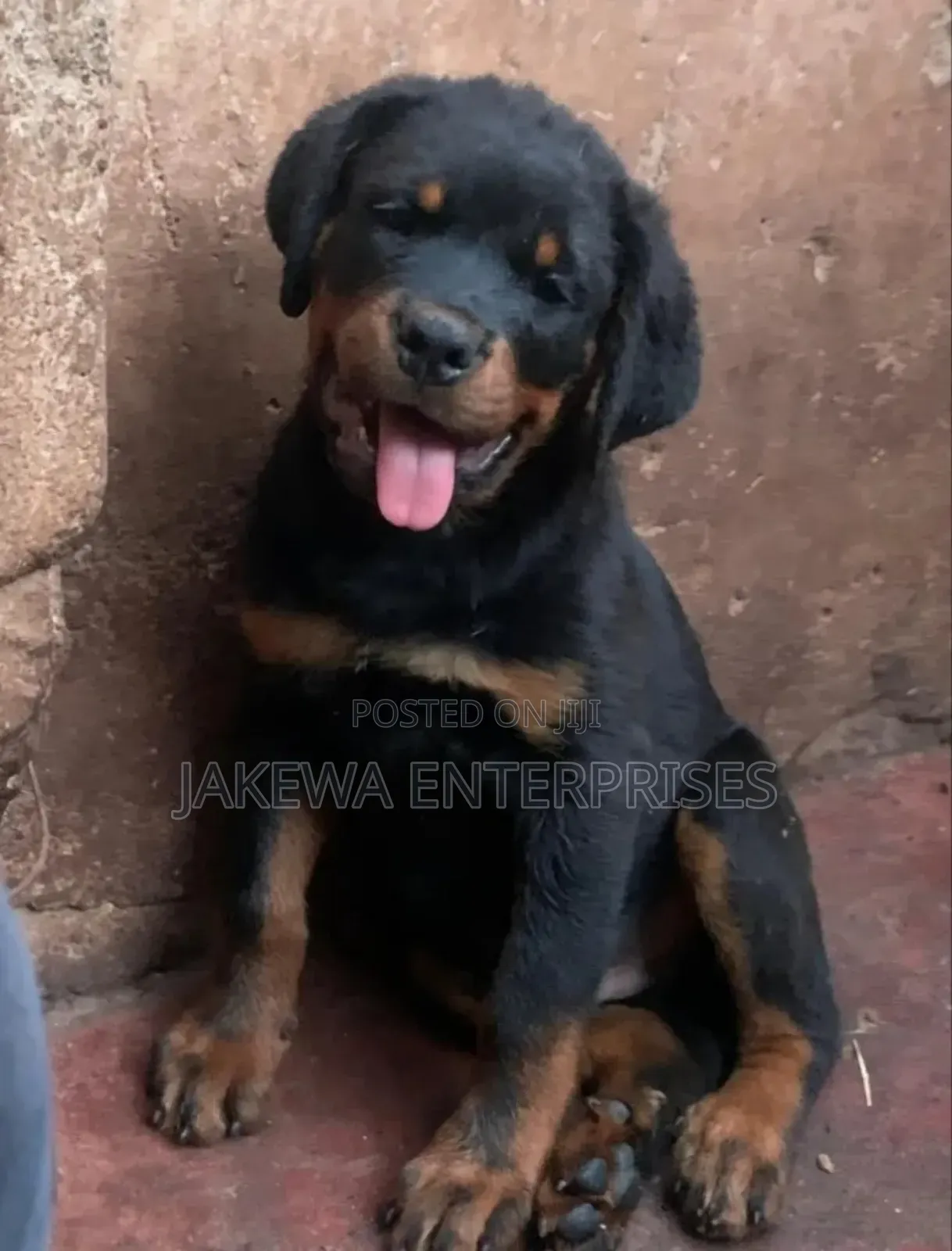 1-3 months Male Purebred Rottweiler