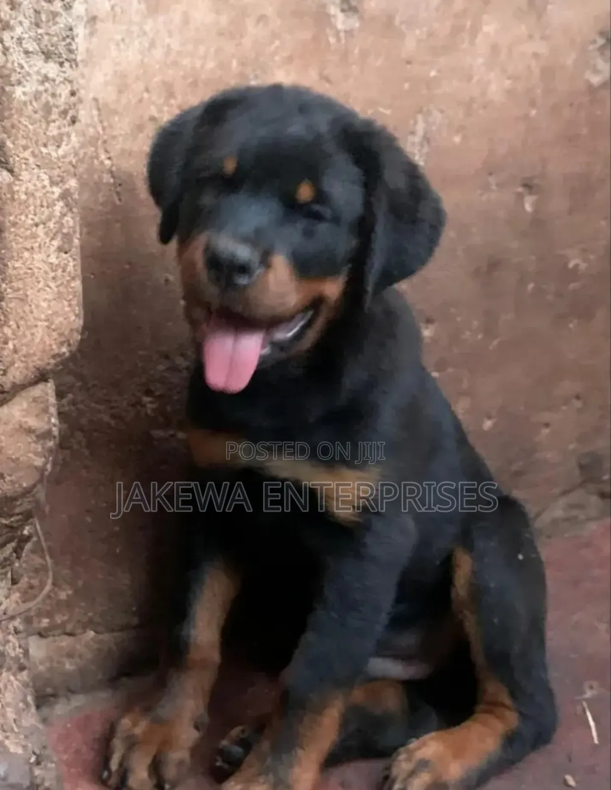 1-3 months Female Purebred Rottweiler