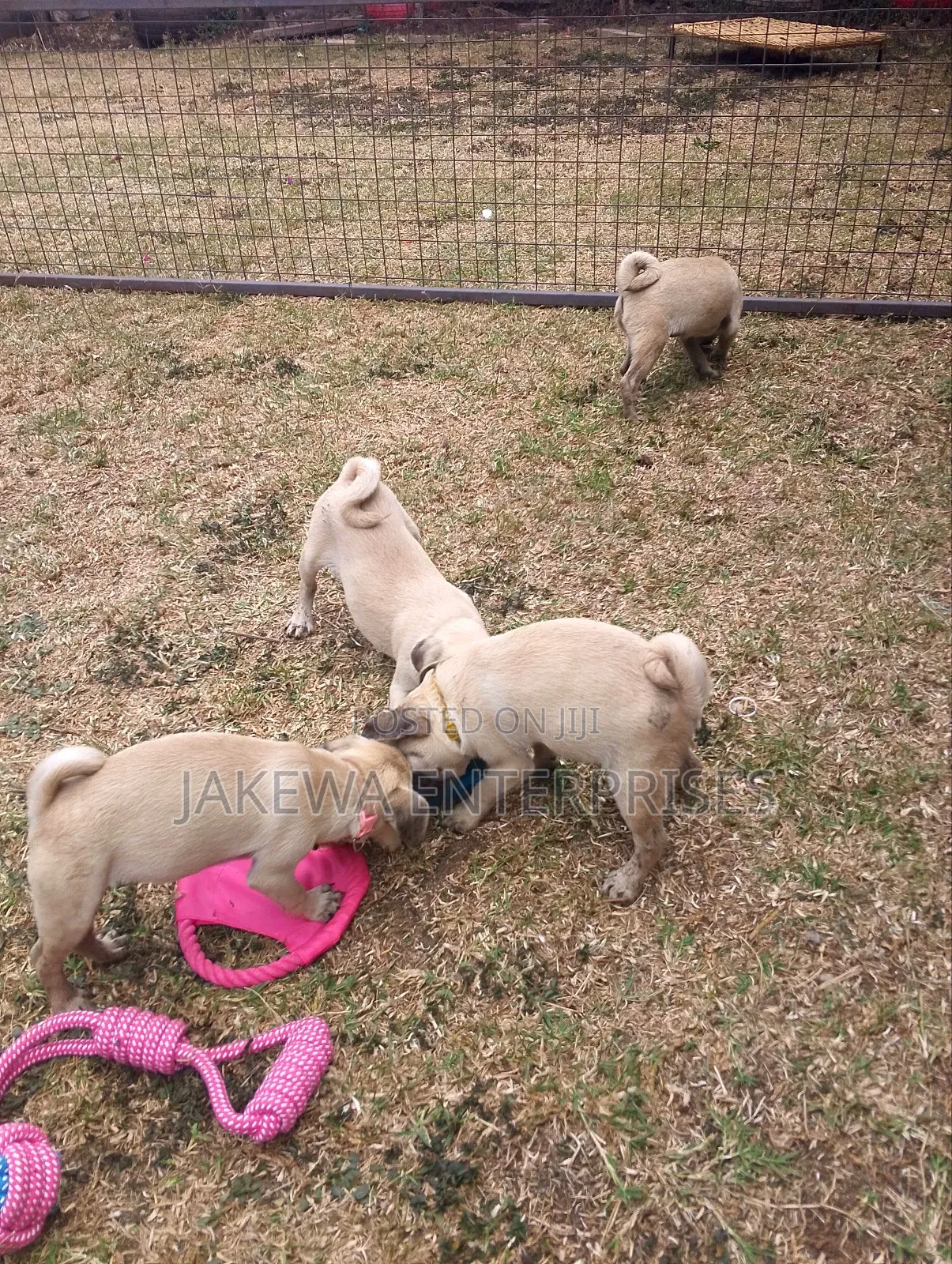 1-3 months Female Purebred Pug