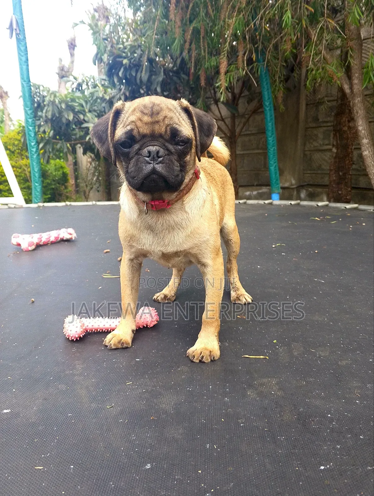 3-6 months Female Purebred Pug