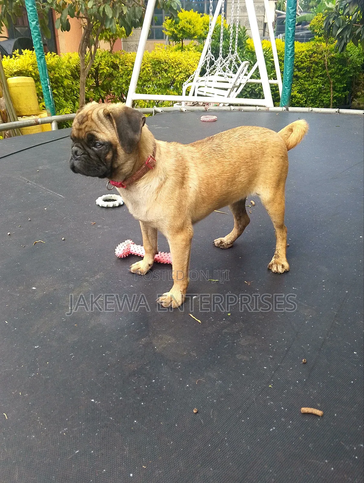 3-6 months Female Purebred Pug