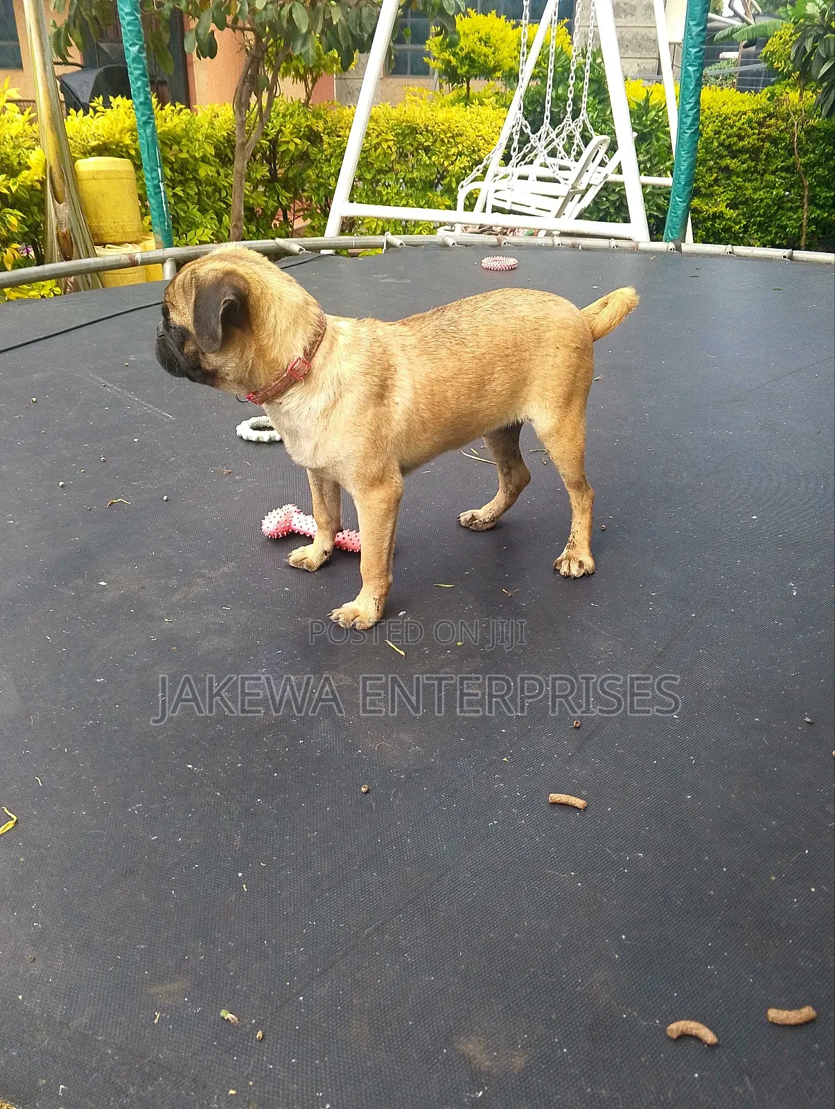 3-6 months Male Purebred Pug