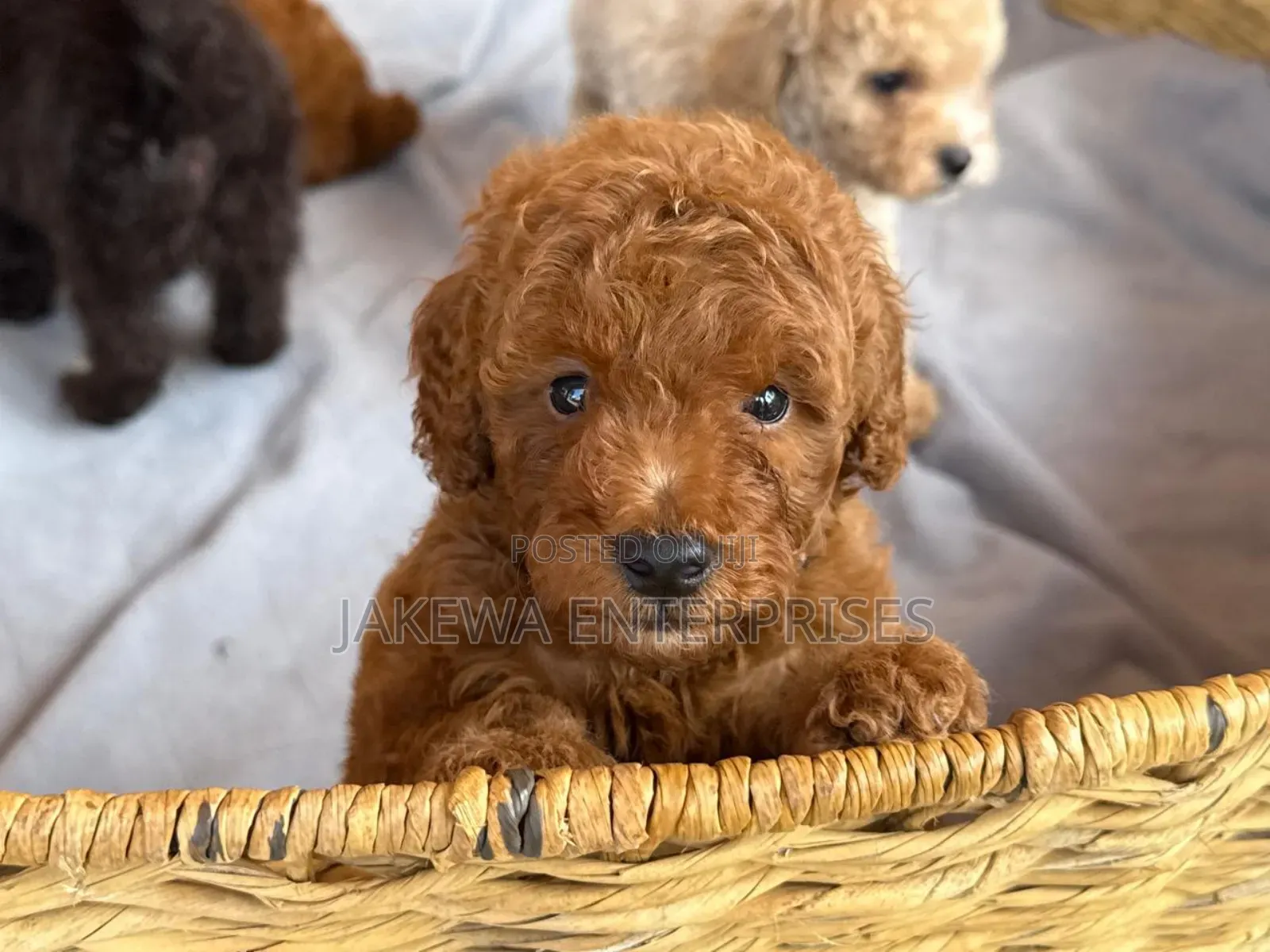 1-3 months Male Purebred Poodle