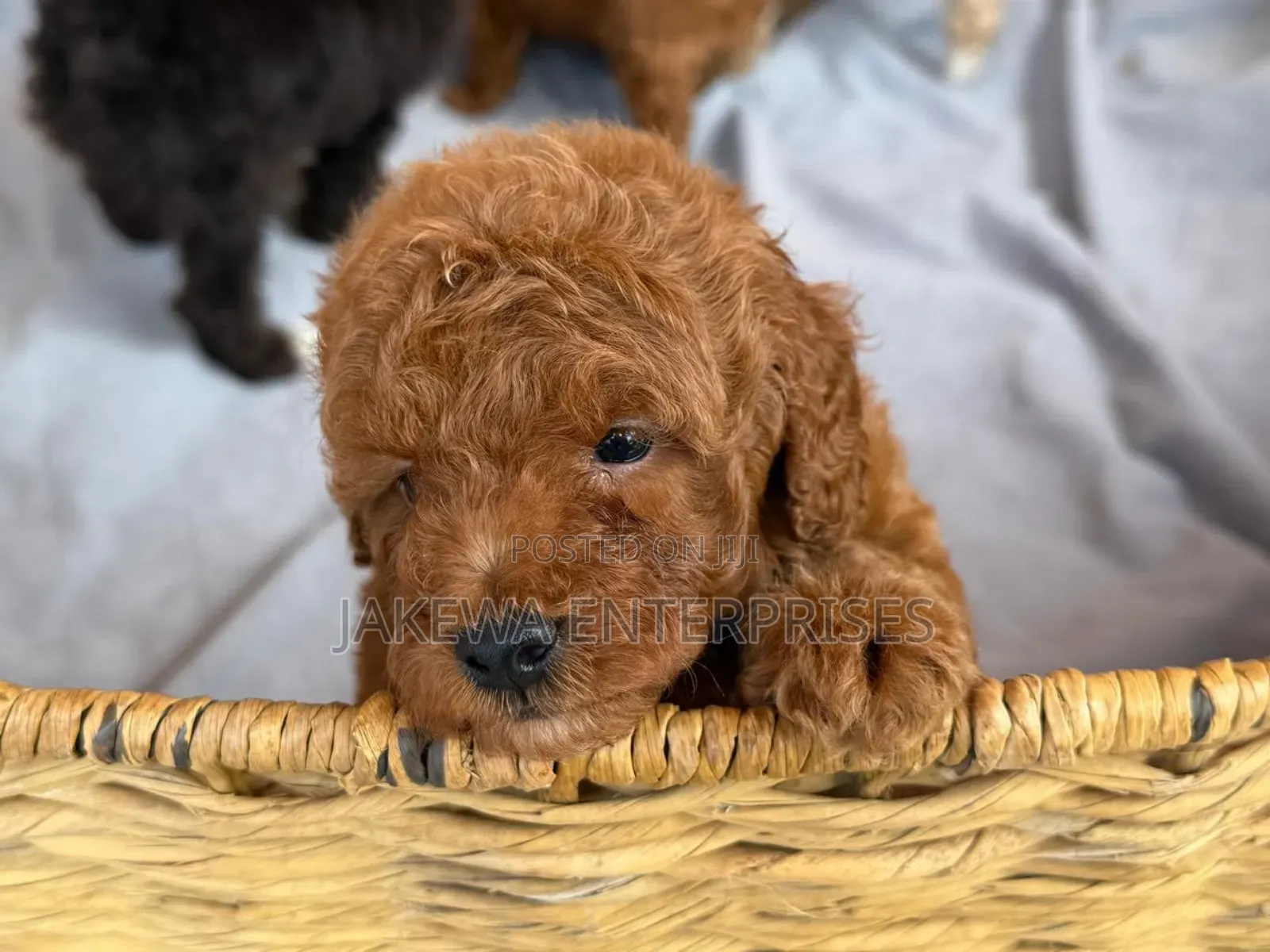 1-3 months Female Purebred Poodle