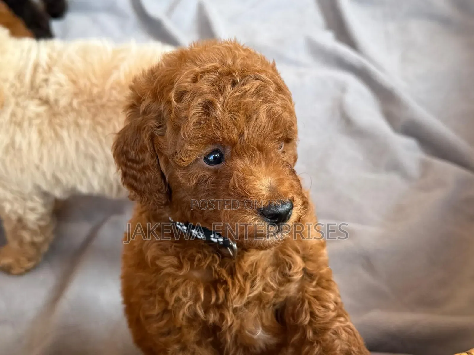 1-3 months Female Purebred Poodle