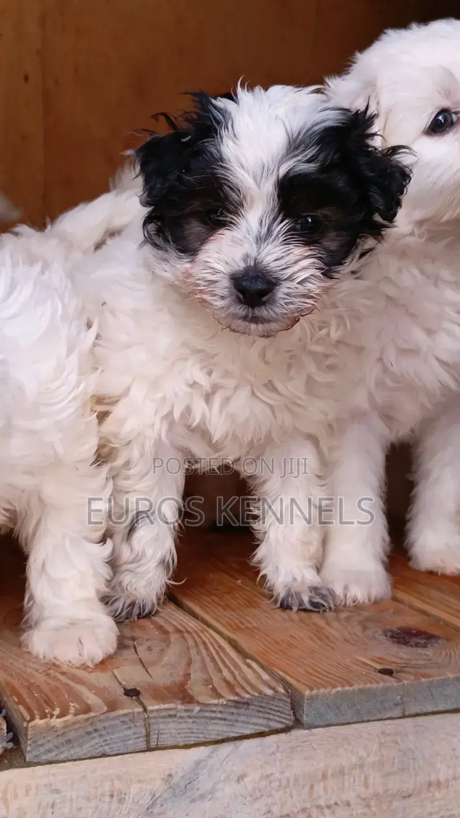 1-3 months Male Purebred Havanese