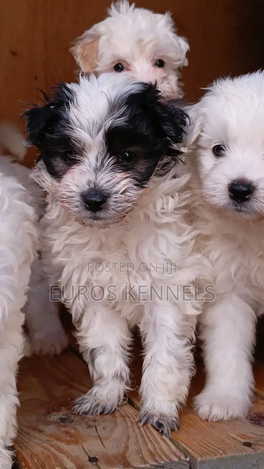 1-3 months Male Purebred Havanese