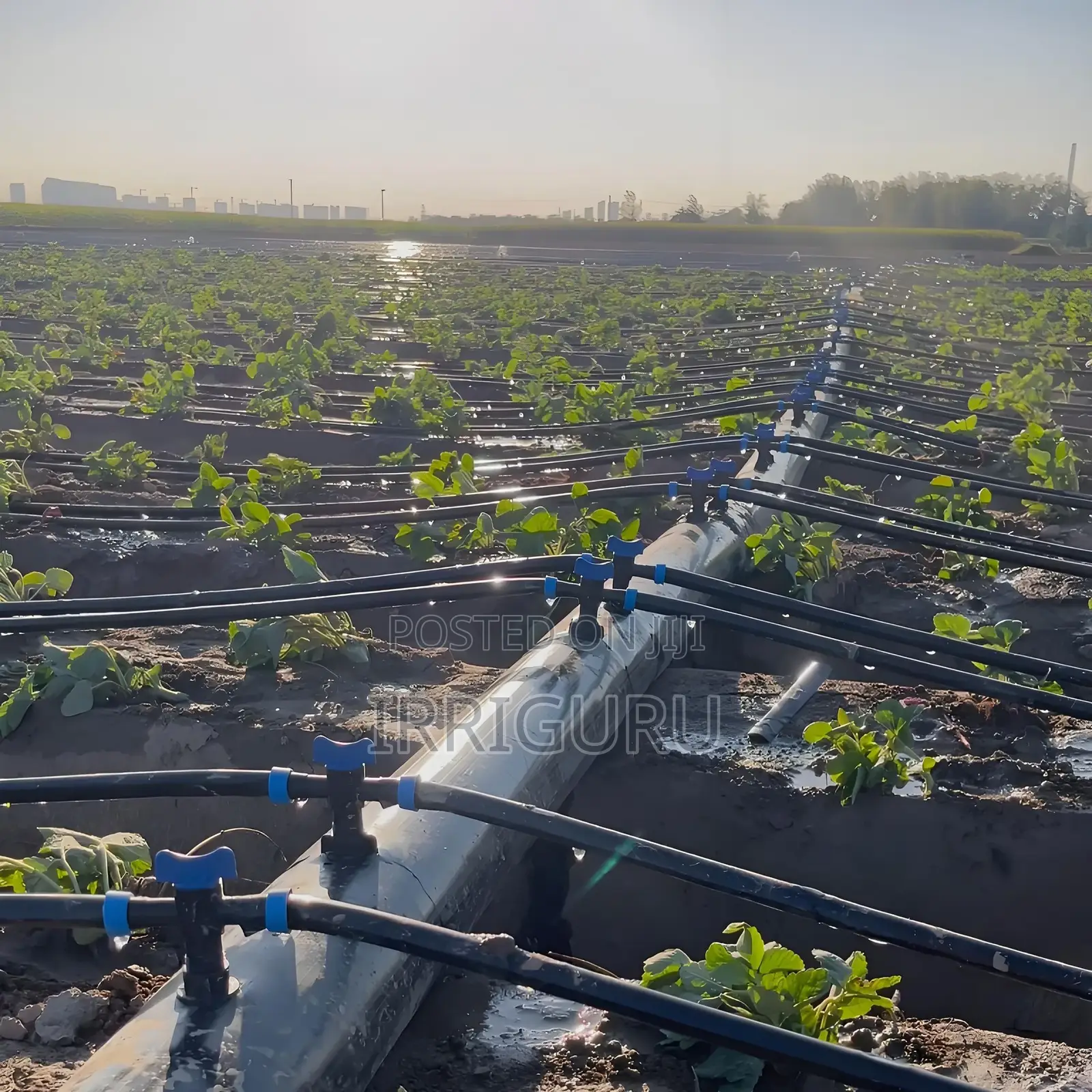 16 Mm Drip Irrigation Belt Is the First Choice for Smart Agriculture.