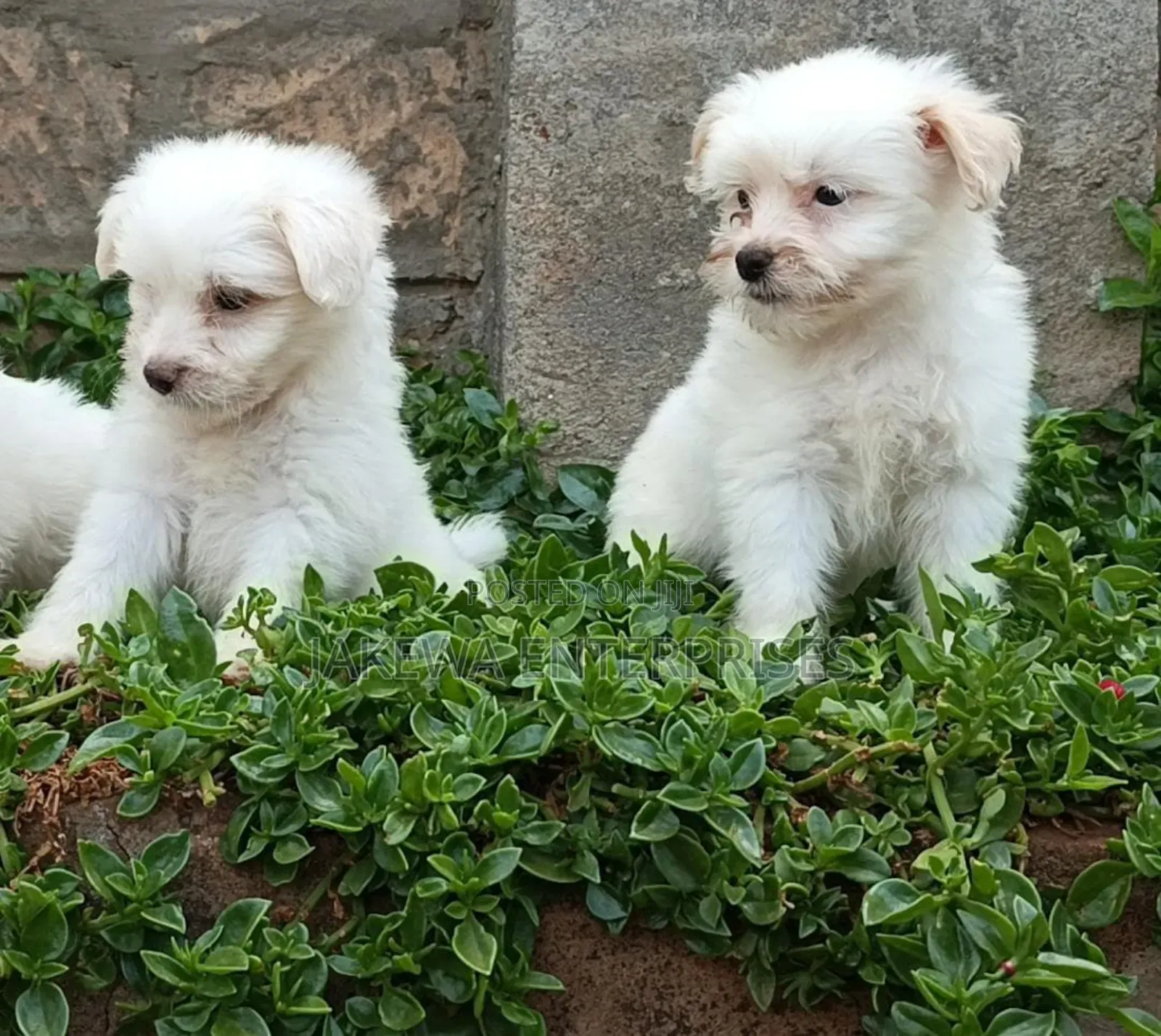 1-3 months Female Purebred Havanese