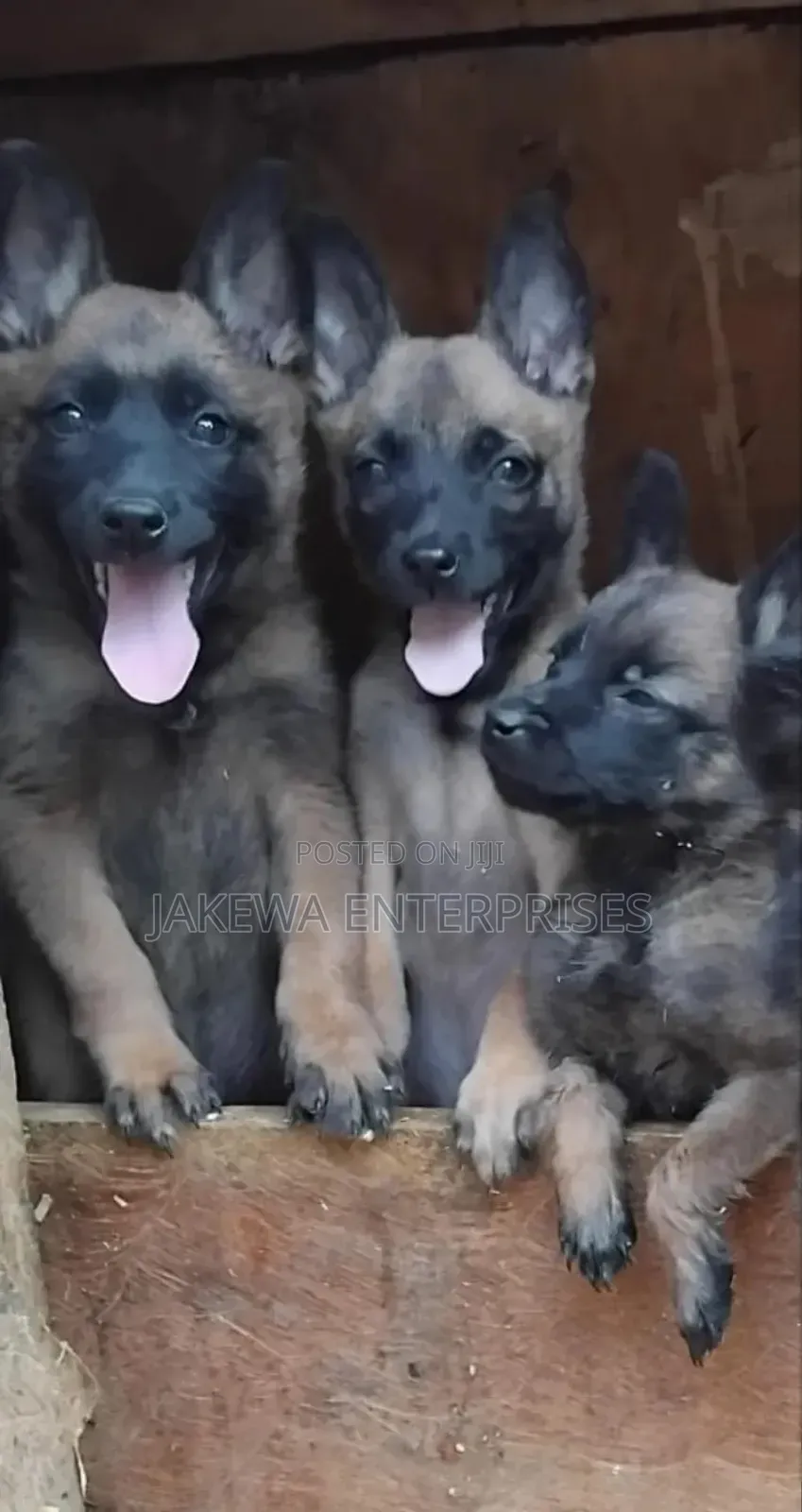 1-3 months Male Purebred Belgian Malinois
