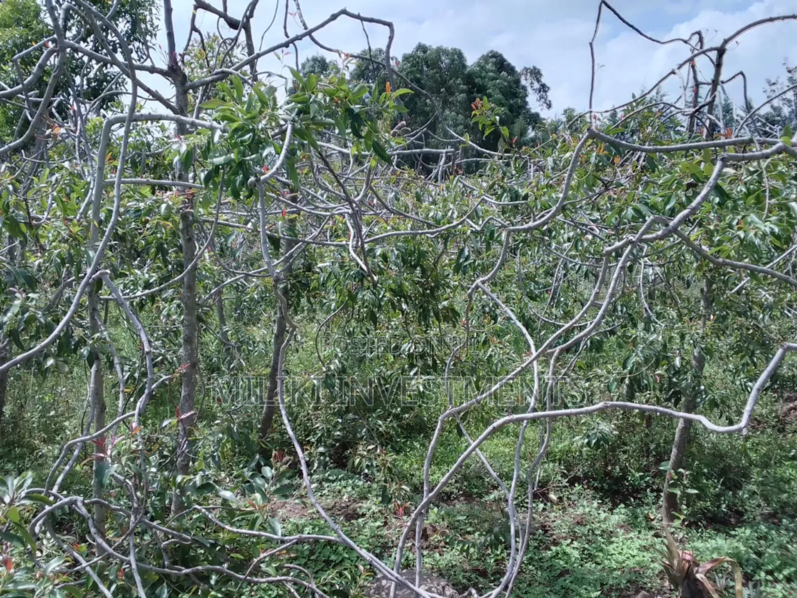 2 Acres for Sale at Nkubu-Mitunguu