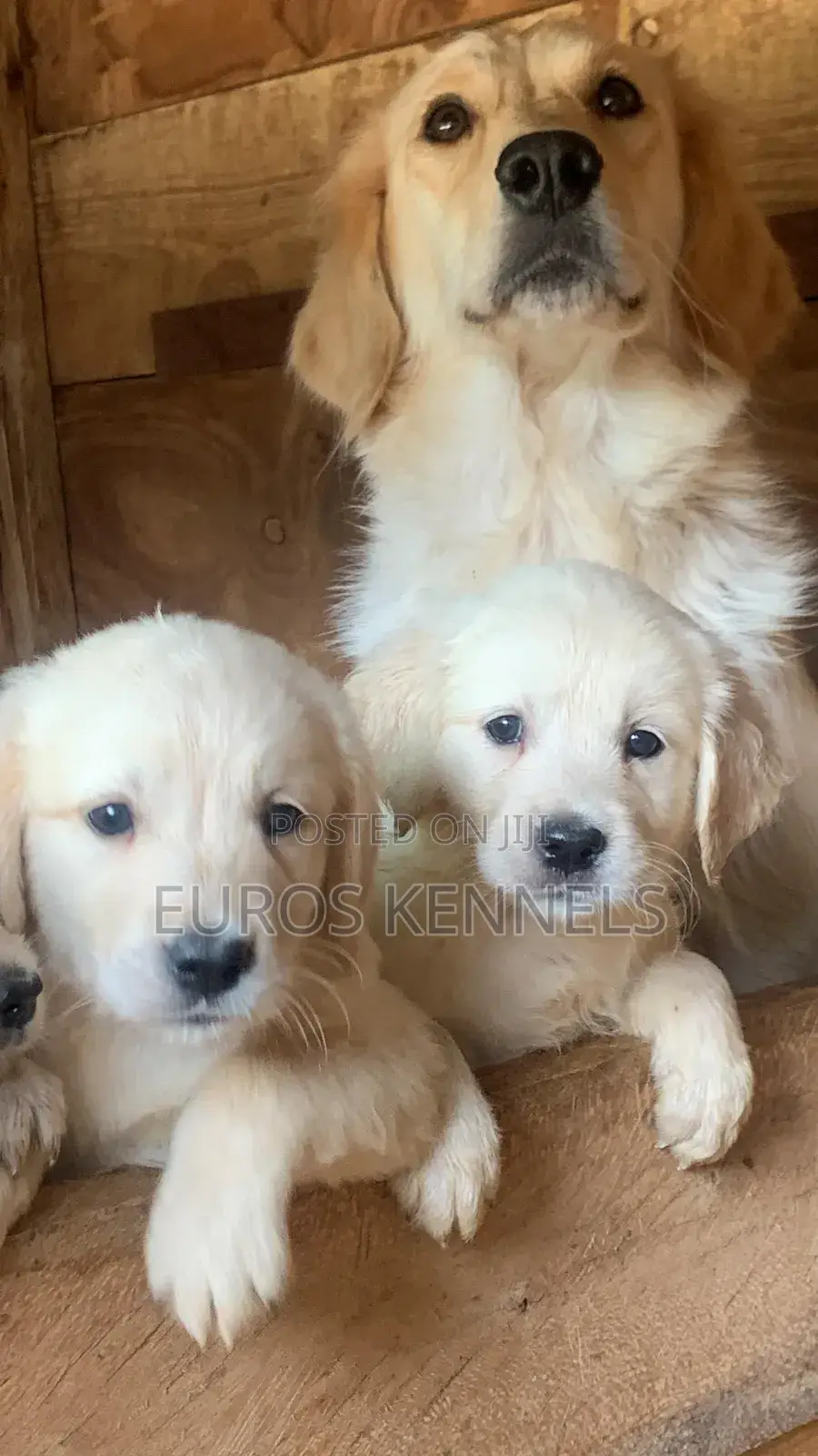 1-3 months Male Purebred Golden Retriever