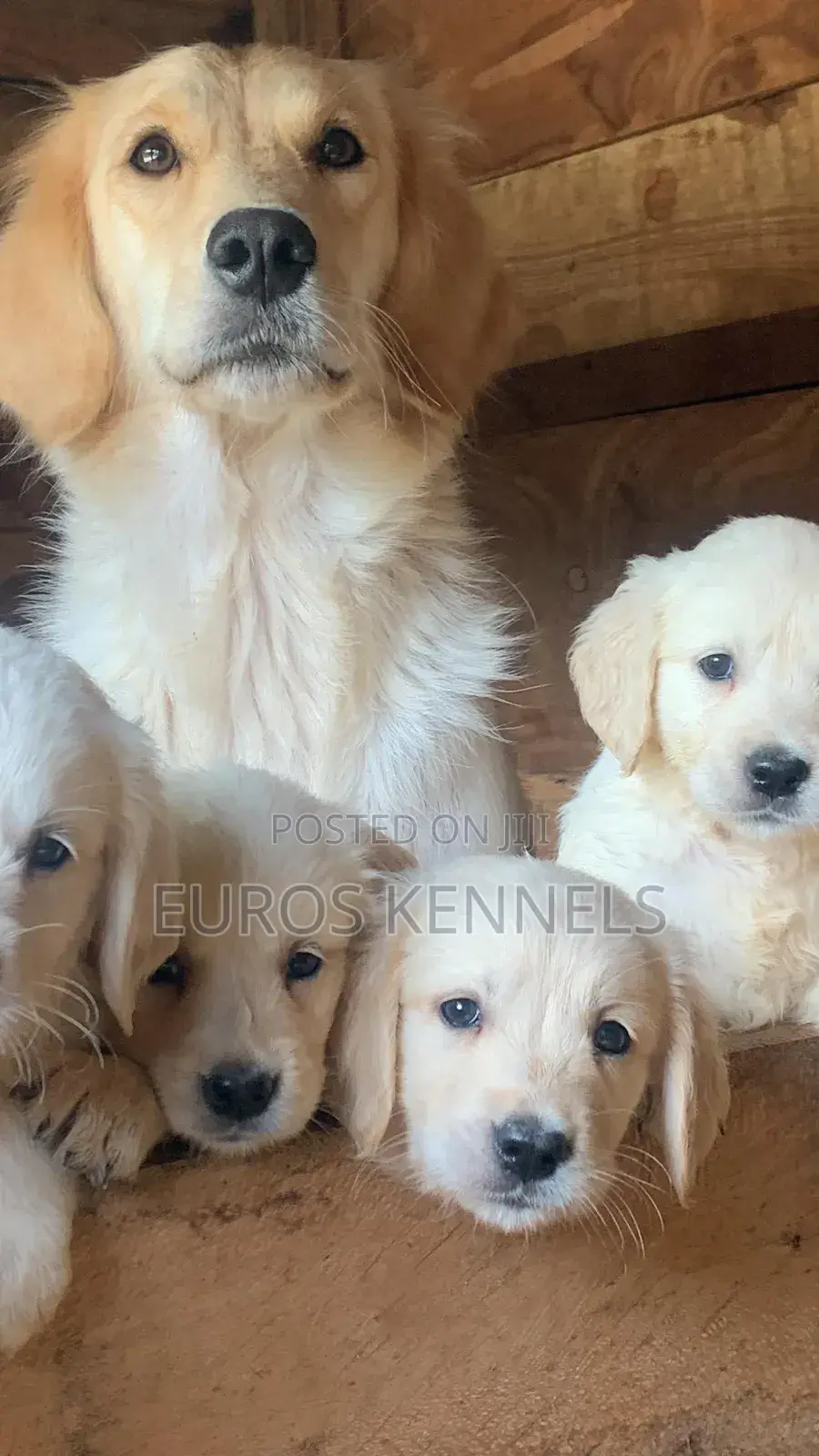 1-3 months Male Purebred Golden Retriever