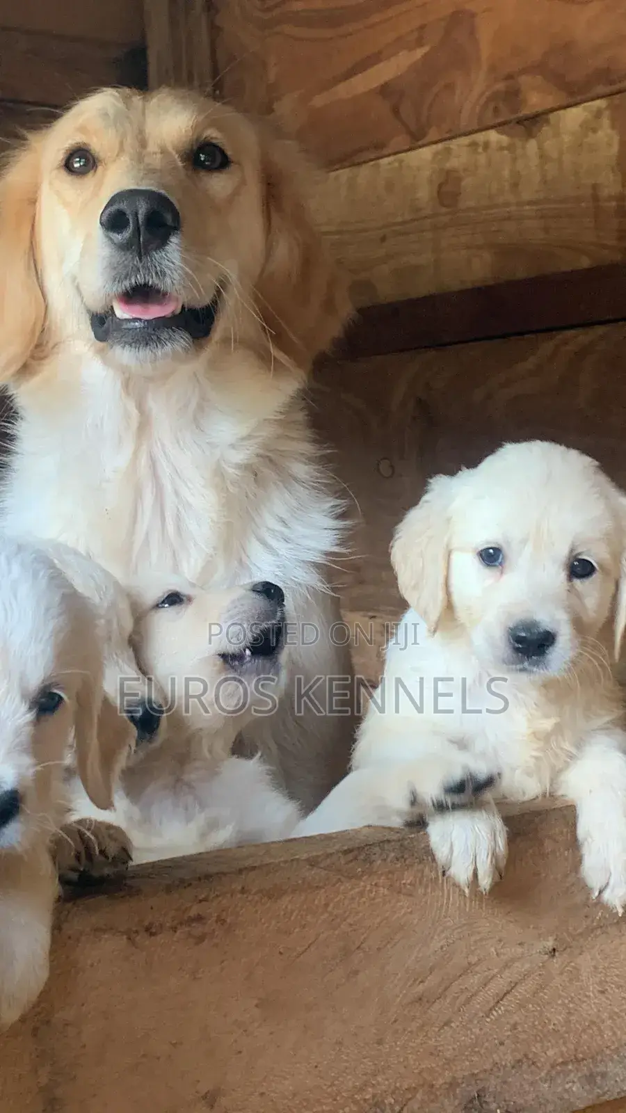 1-3 months Male Purebred Golden Retriever