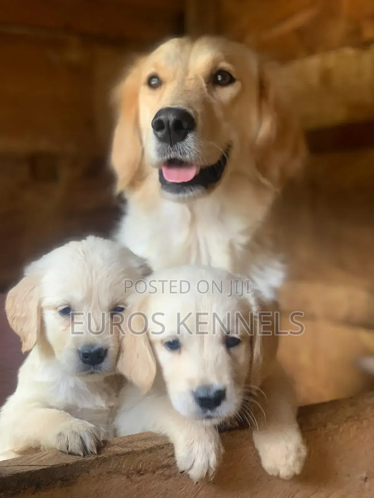 1-3 months Male Purebred Golden Retriever