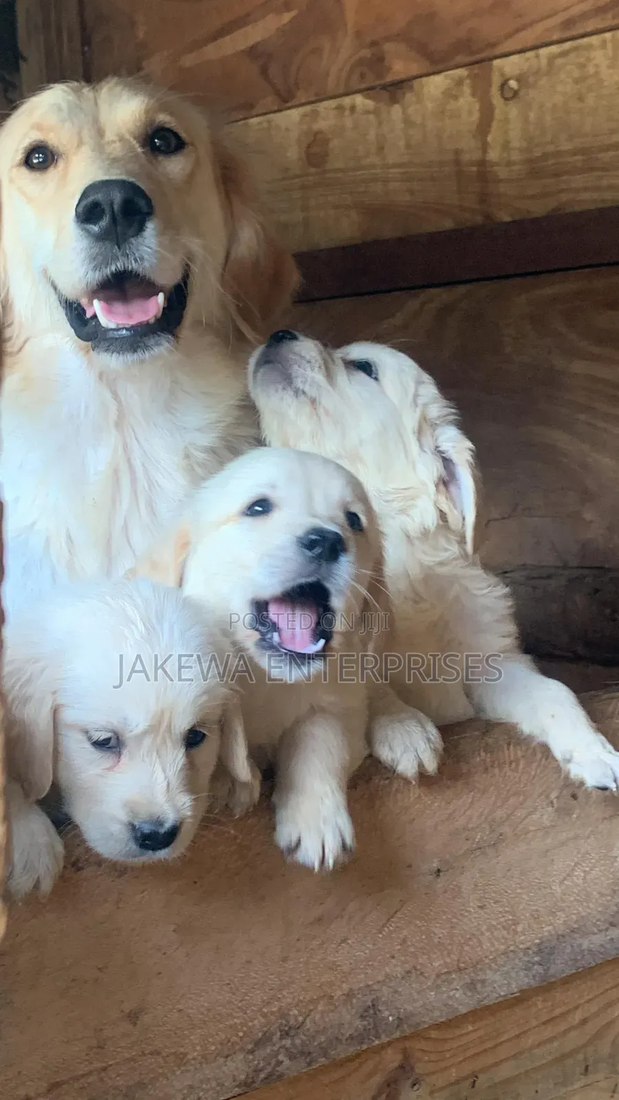 1-3 months Male Purebred Golden Retriever