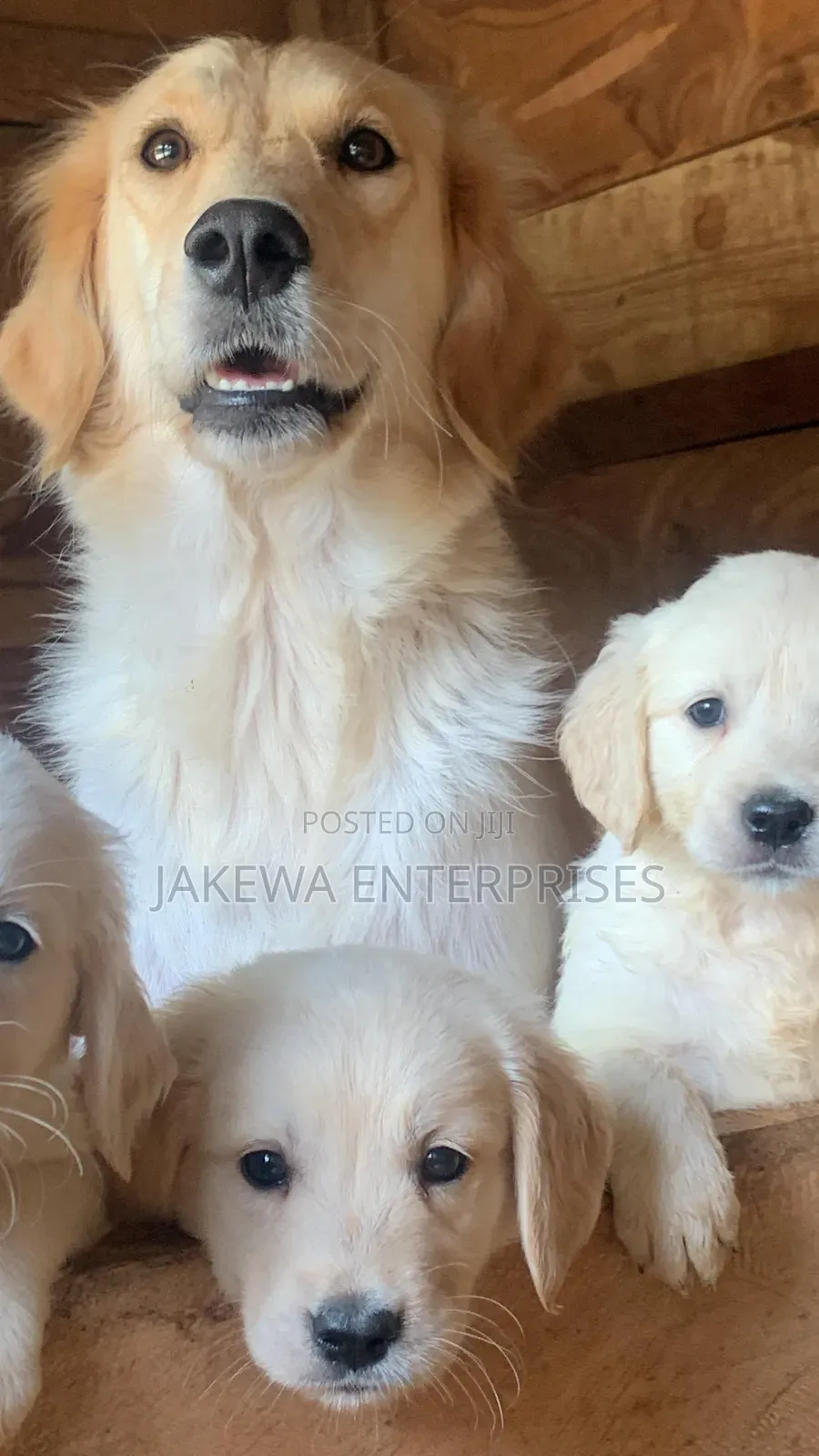 1-3 months Male Purebred Golden Retriever