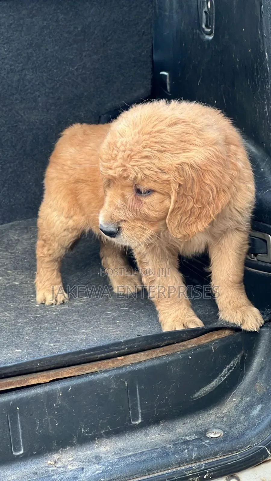 1-3 months Female Purebred Golden Retriever