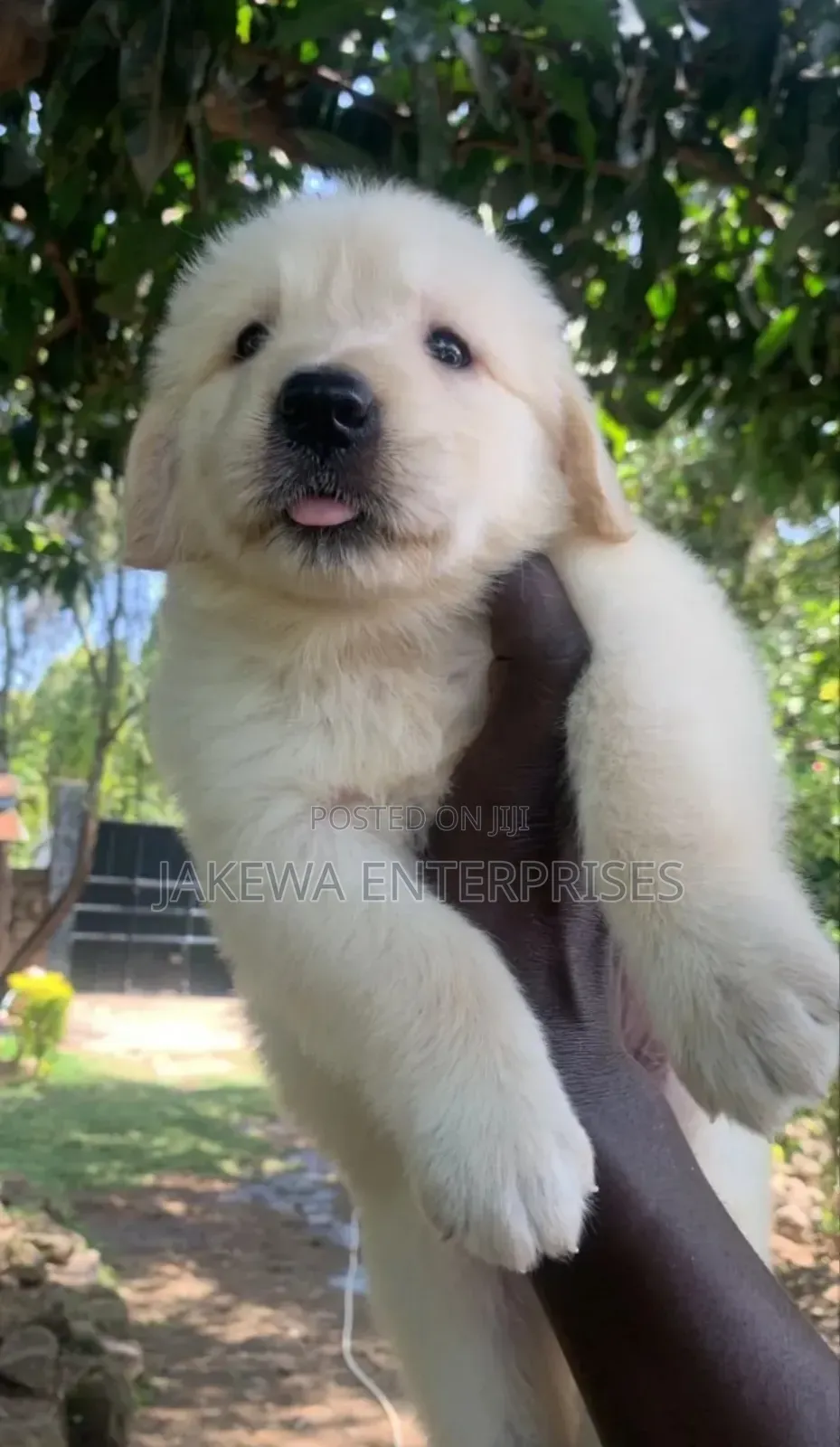 1-3 months Male Purebred Golden Retriever