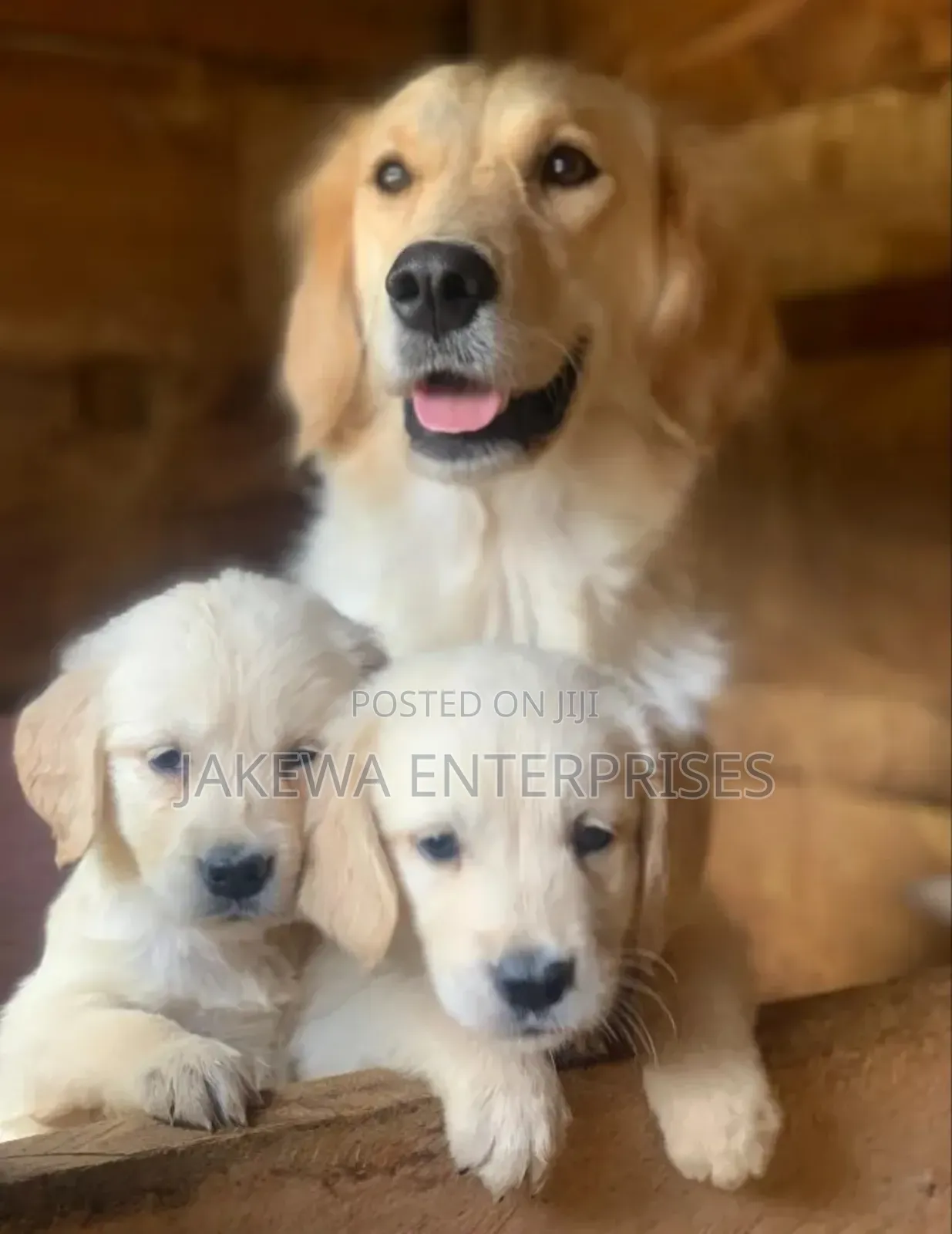 1-3 months Male Purebred Golden Retriever