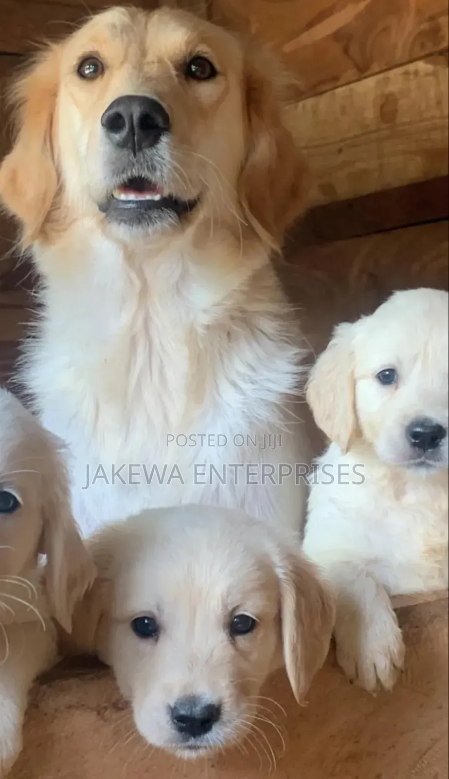 1-3 months Female Purebred Golden Retriever