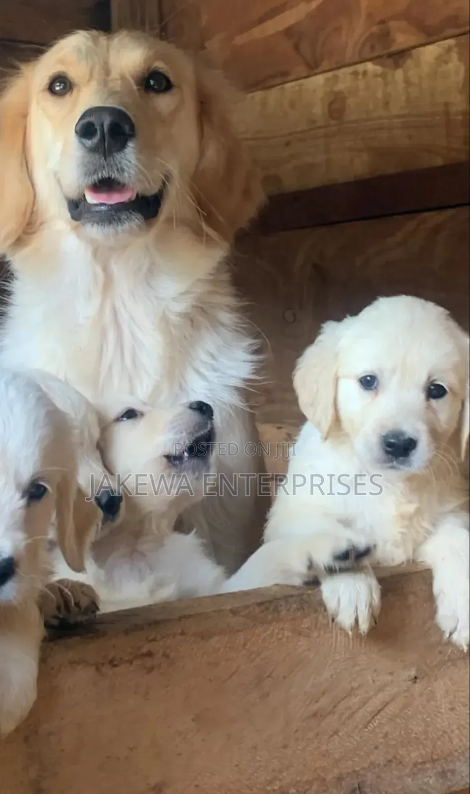 1-3 months Male Purebred Golden Retriever