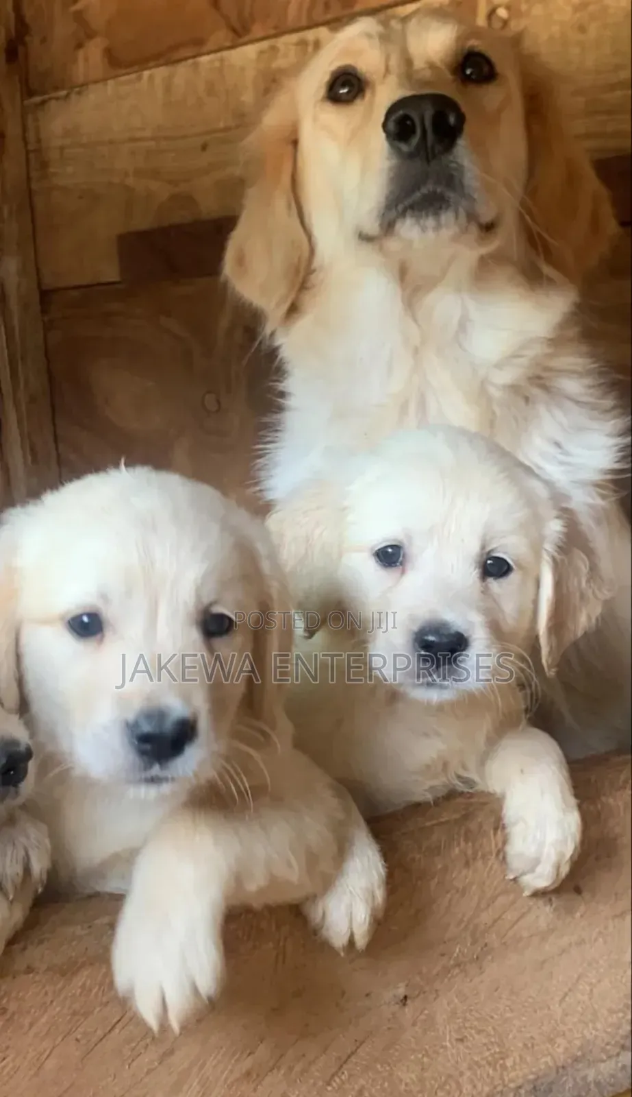 1-3 months Female Purebred Golden Retriever