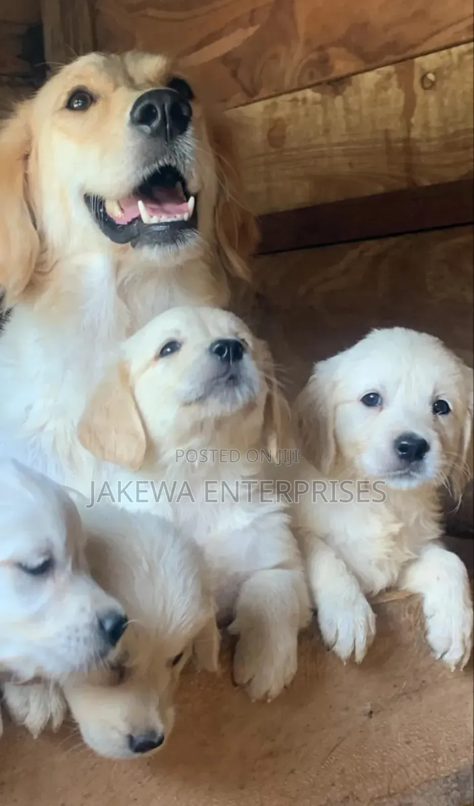 1-3 months Male Purebred Golden Retriever