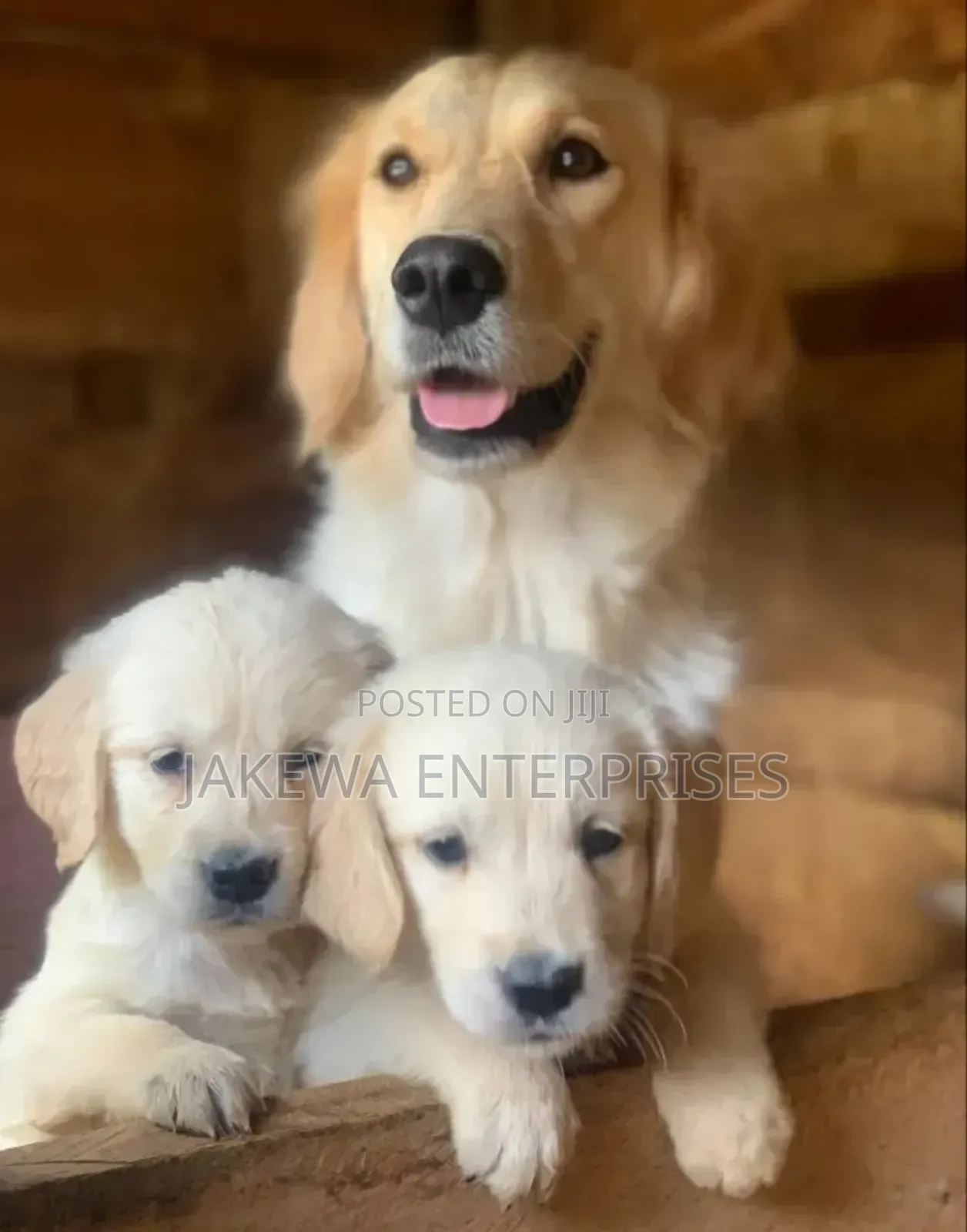 1-3 months Male Purebred Golden Retriever