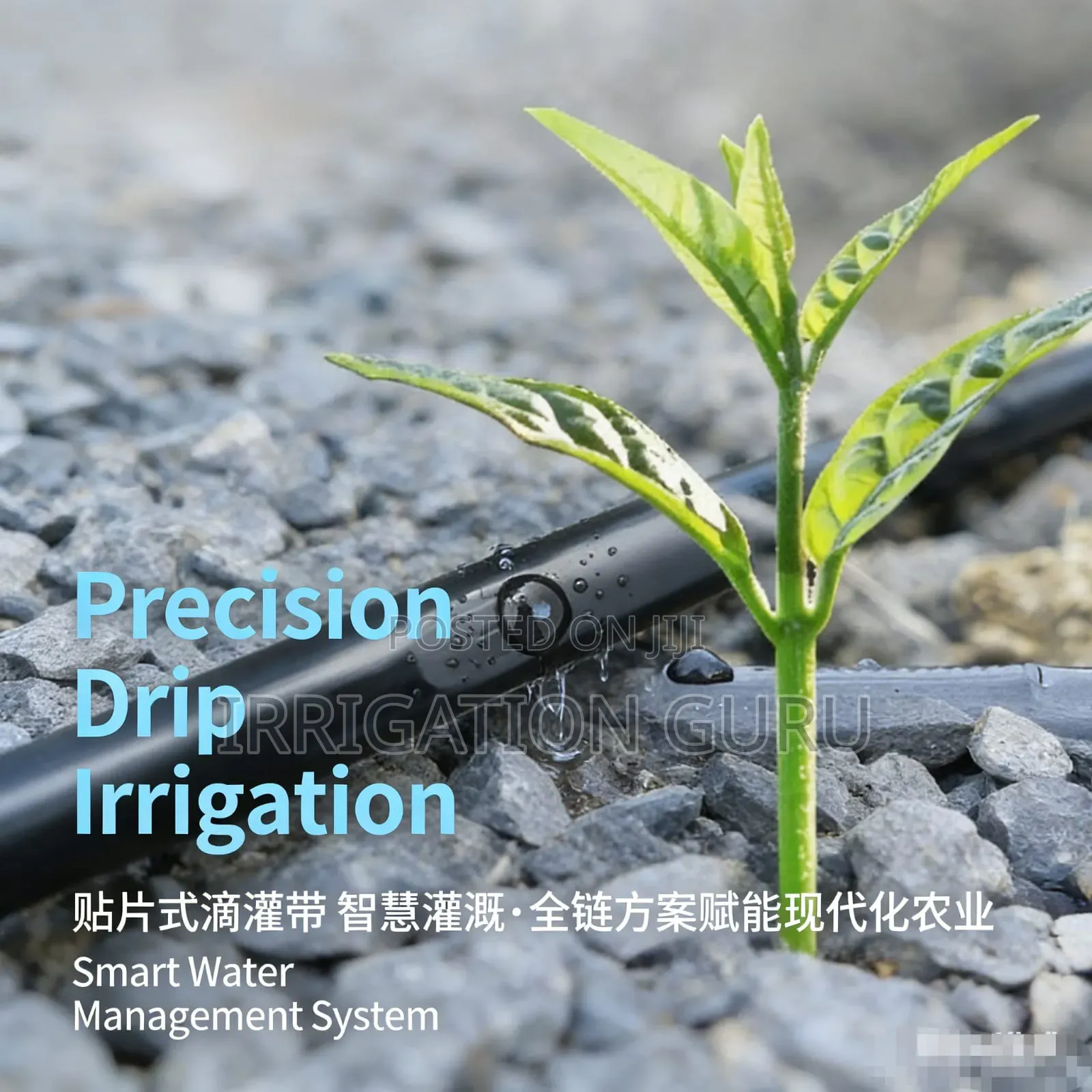 Irrigation for Onions