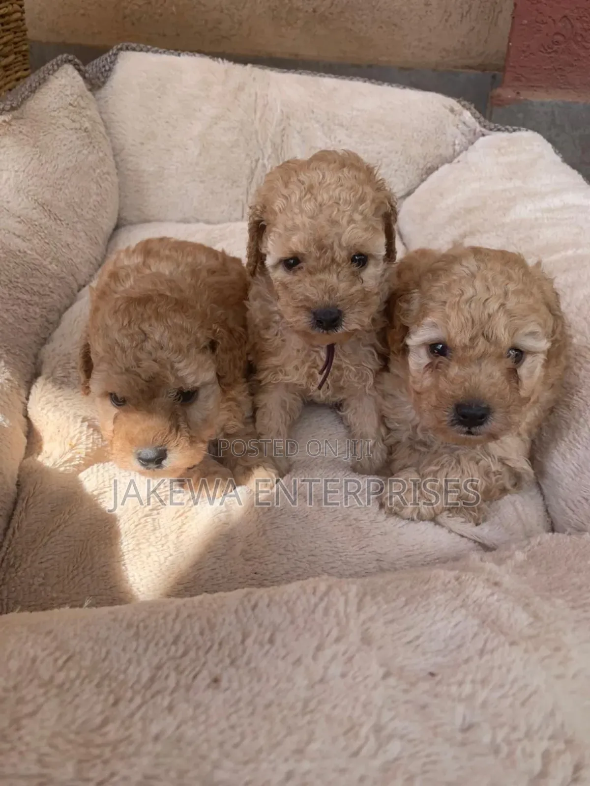 1-3 months Male Purebred Poodle