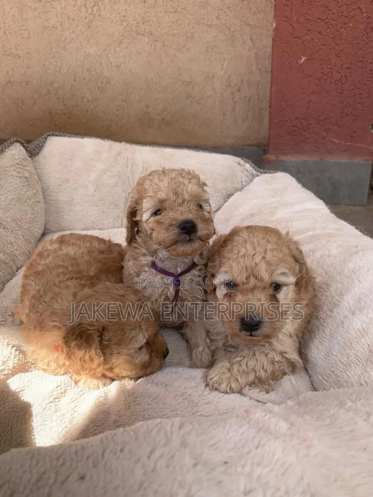 1-3 months Female Purebred Poodle