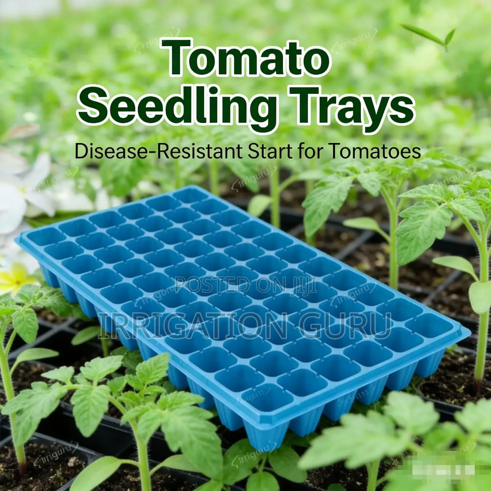 Tomato Tray