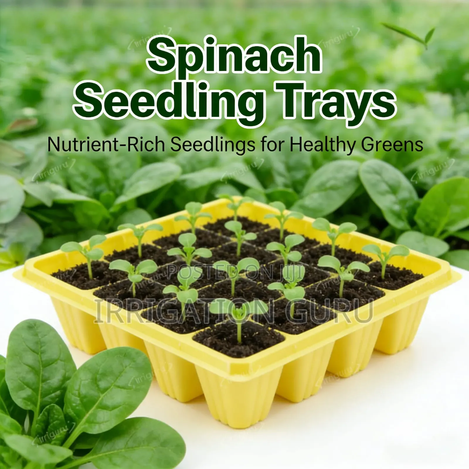 Spinach Tray For Farming