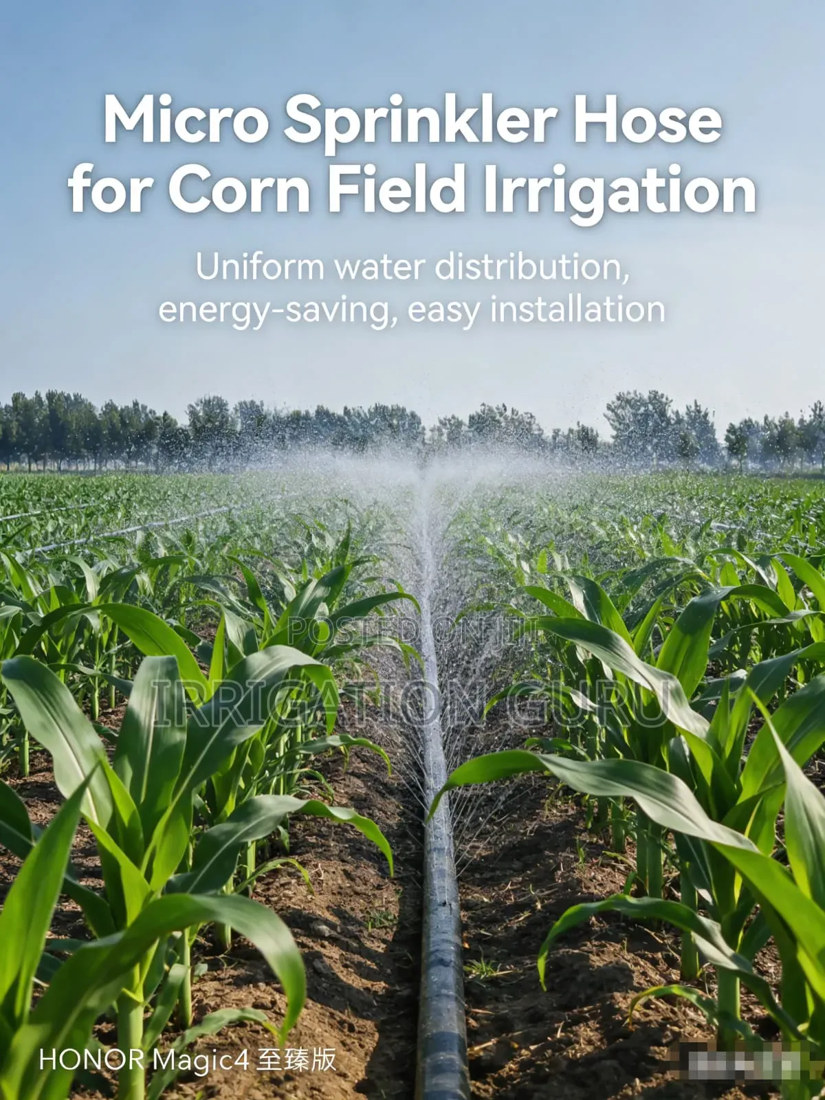 Rainhose for Maize Field
