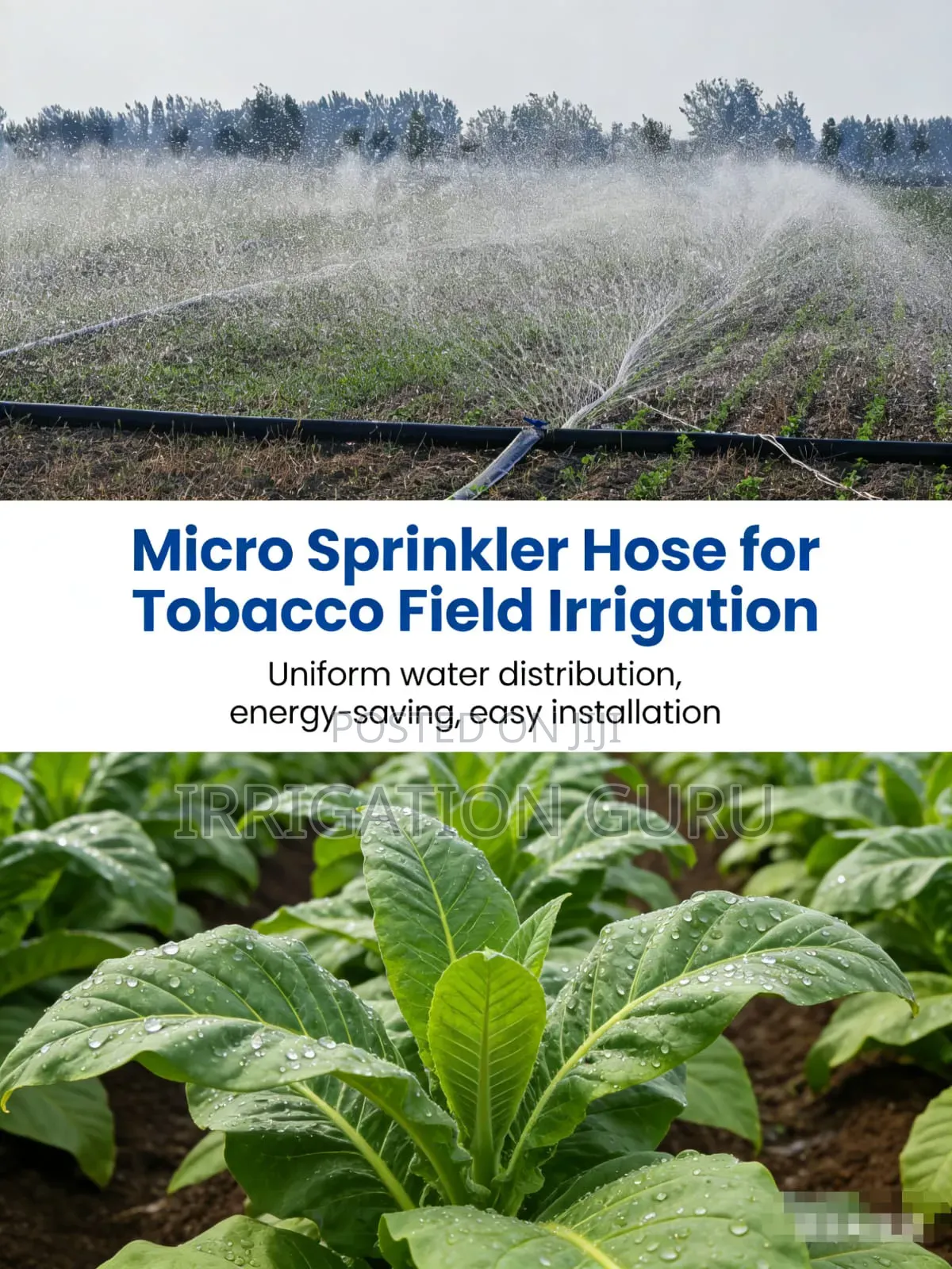 Kales Best Irrigation Method