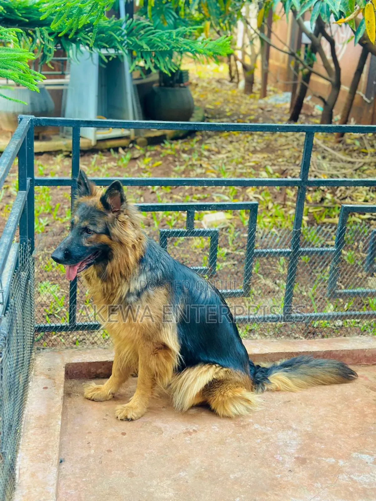 1+ year Female Purebred German Shepherd