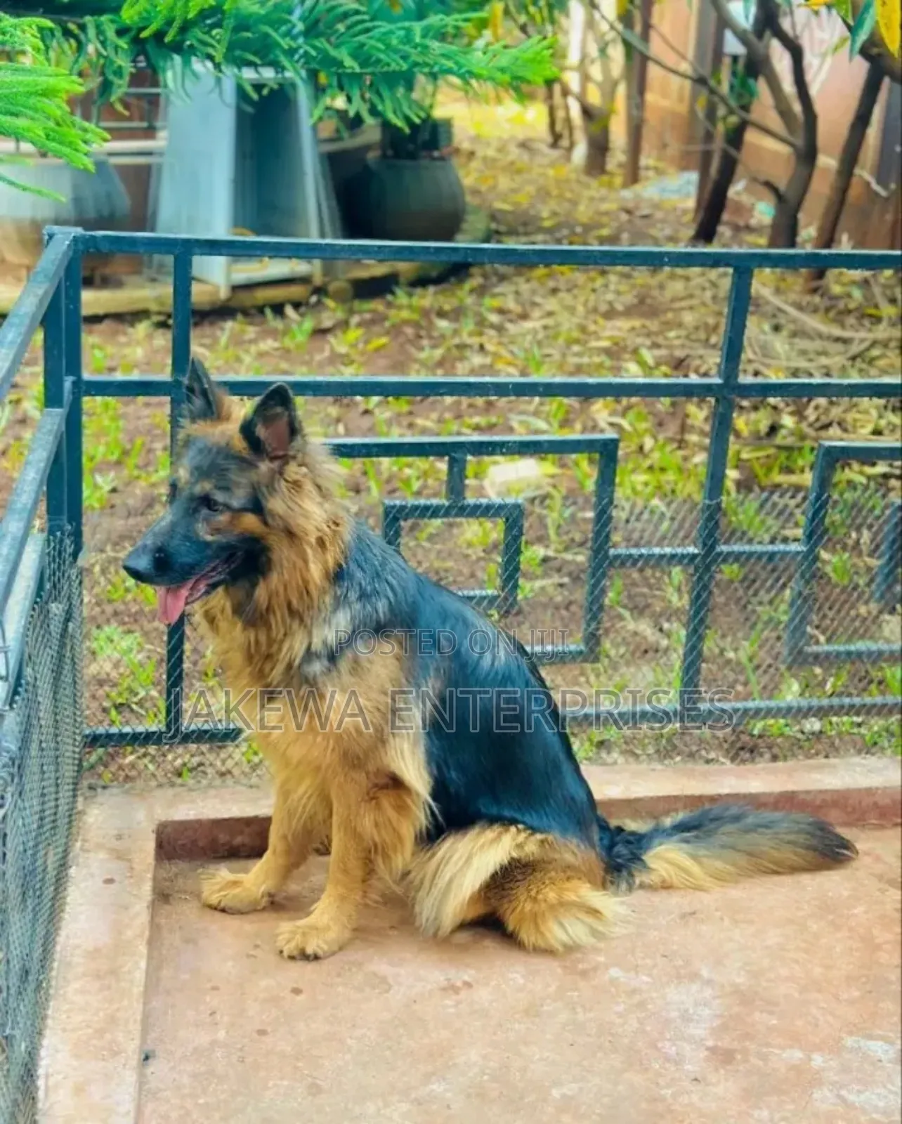 1+ year Female Purebred German Shepherd