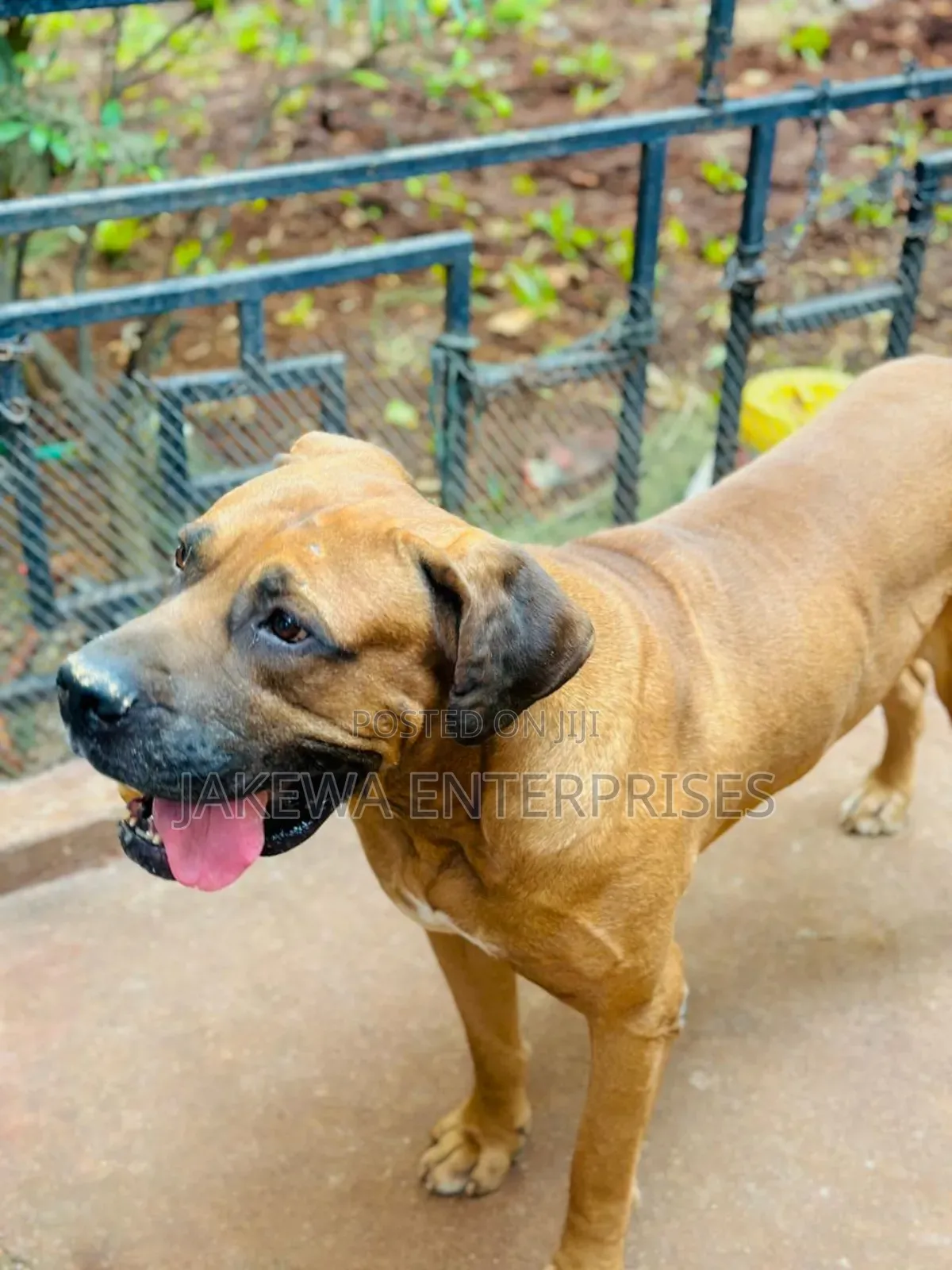 1+ year Male Purebred Boerboel