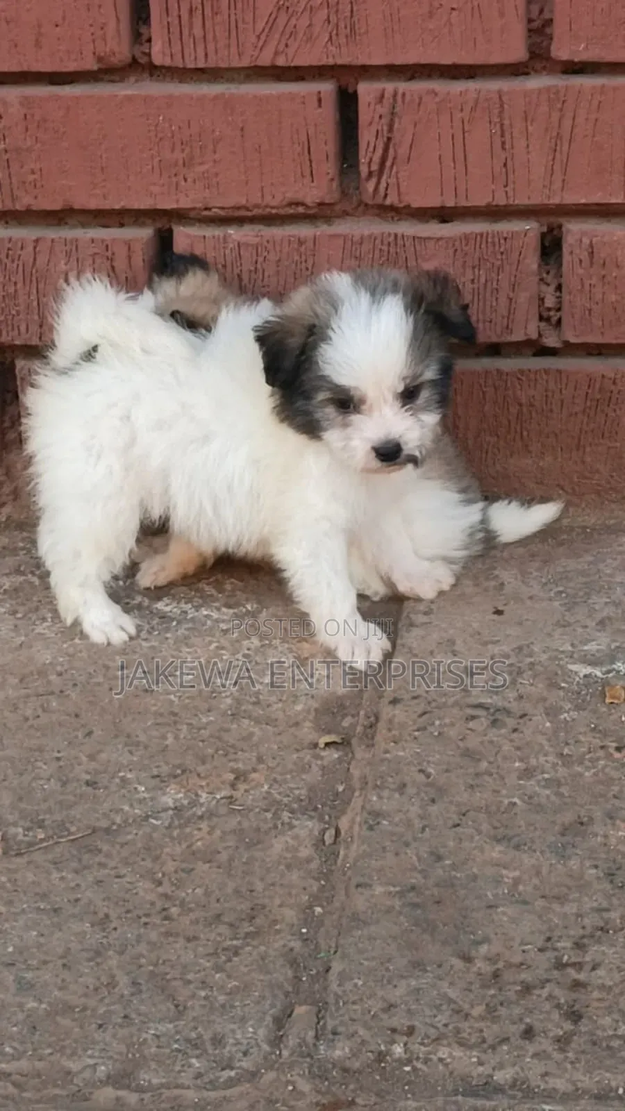 1-3 months Male Purebred Havanese