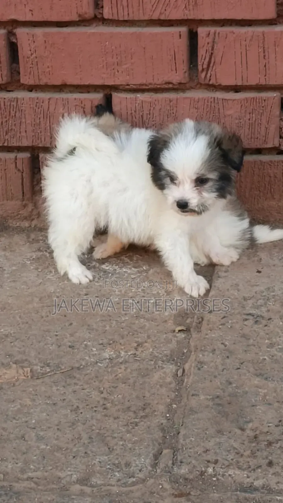 1-3 months Male Purebred Havanese
