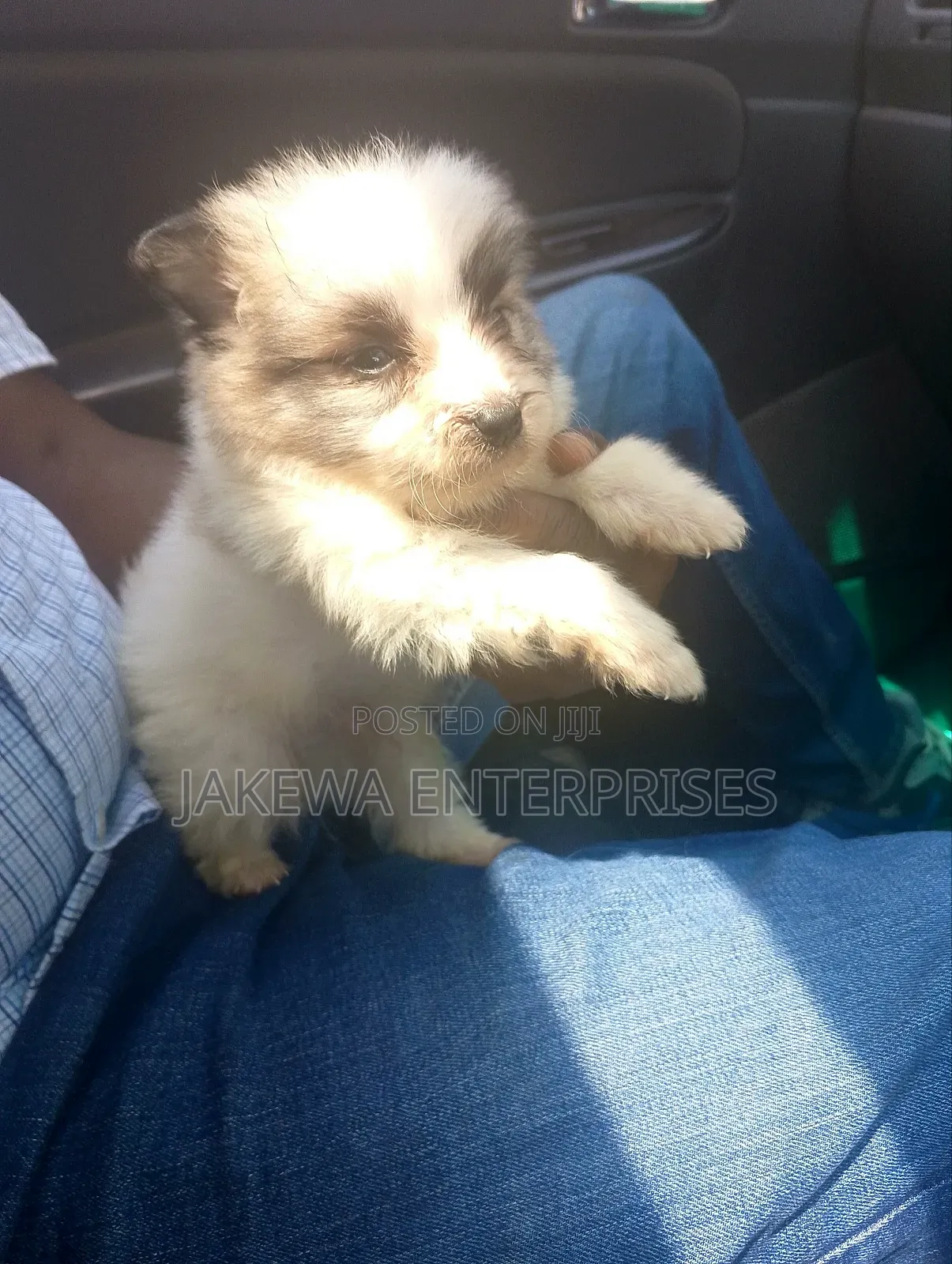 1-3 months Male Purebred Havanese