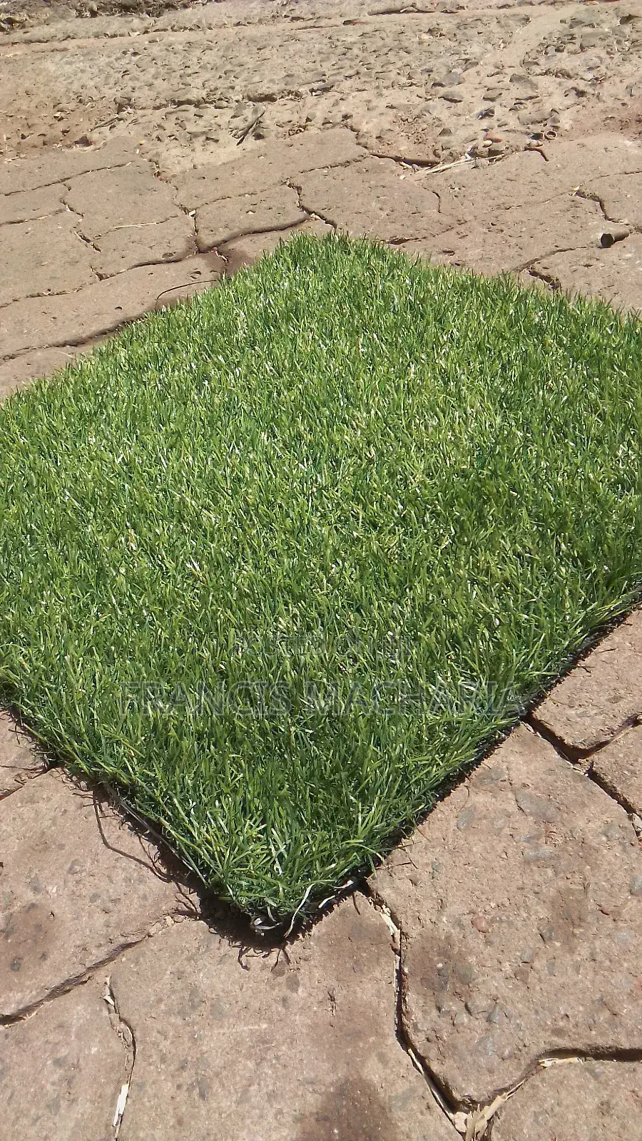 Barcon Grass Capet New