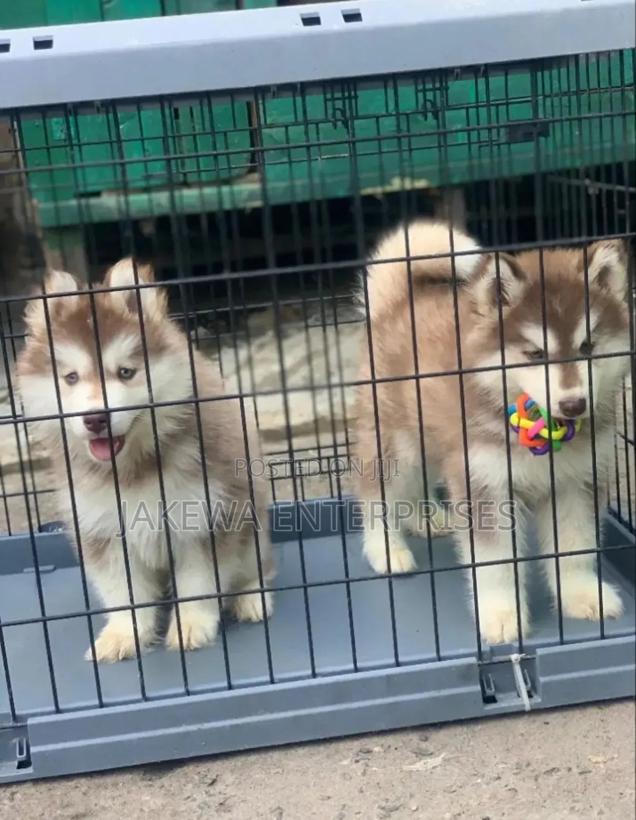 1-3 months Female Purebred Siberian Husky