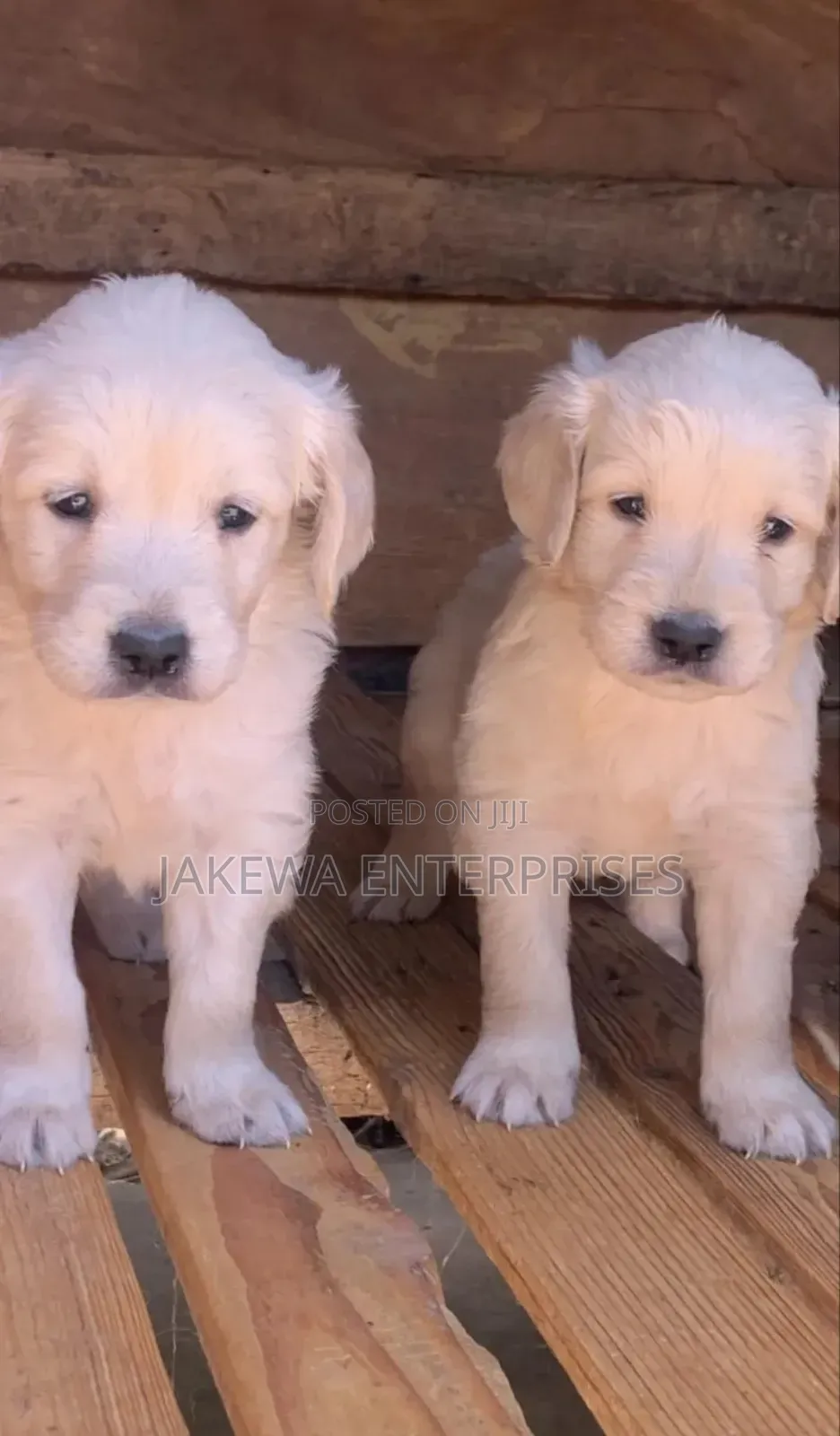 1-3 months Male Purebred Golden Retriever